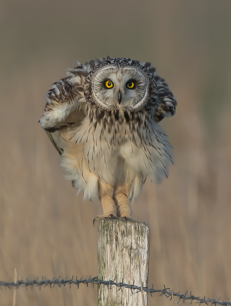 Canon EF 600mm F4L IS II USM sample photo. Short-eared owl photography