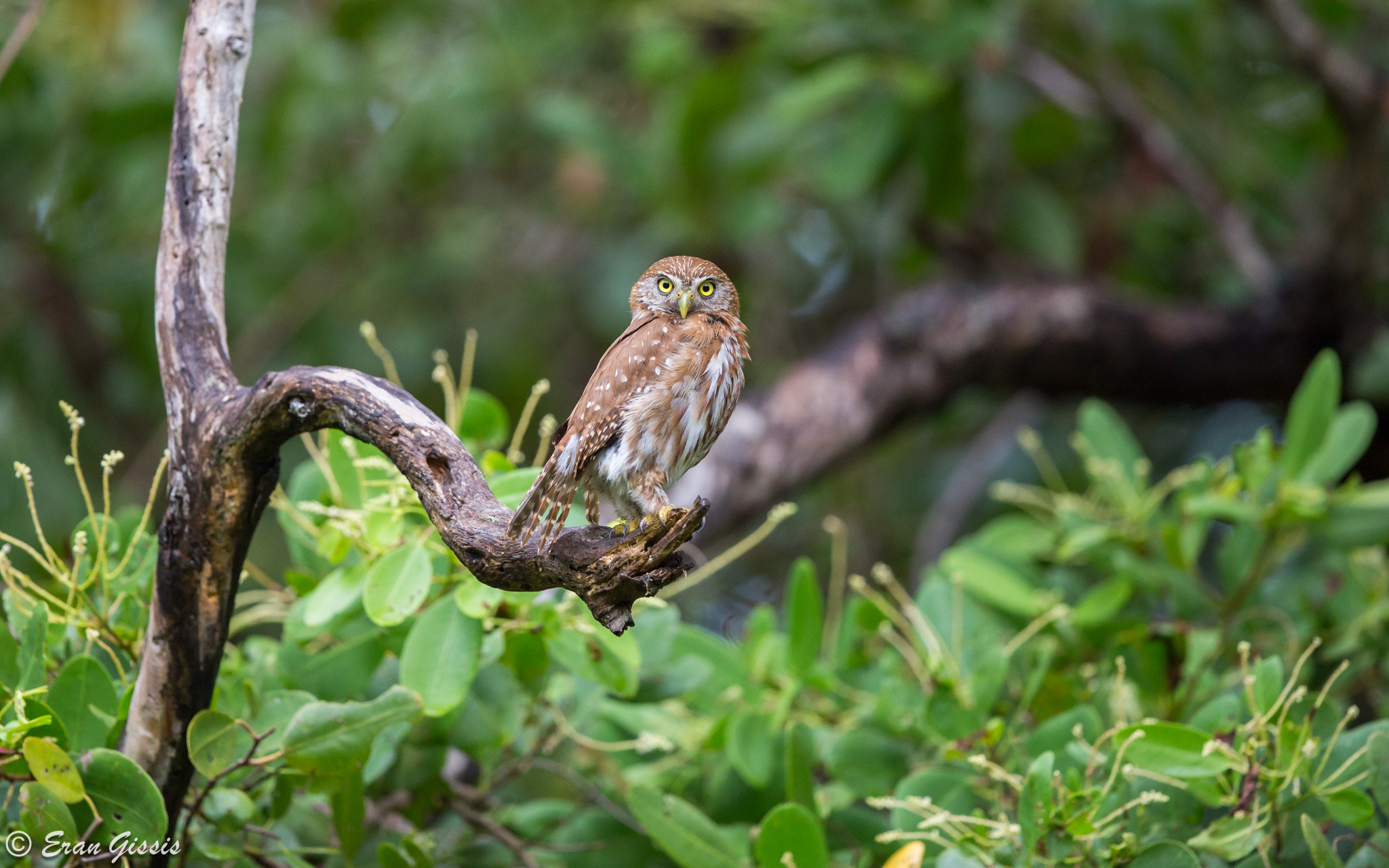 Canon EF 500mm F4L IS II USM sample photo. Ferruginous pygmy-owl photography