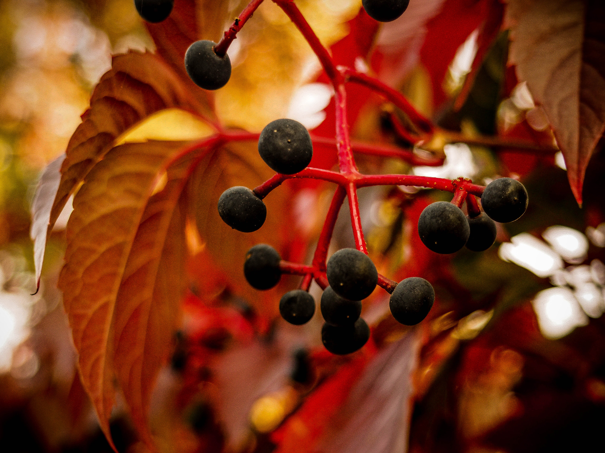 Olympus M.Zuiko Digital 14-42mm F3.5-5.6 II R sample photo. Vine drops photography