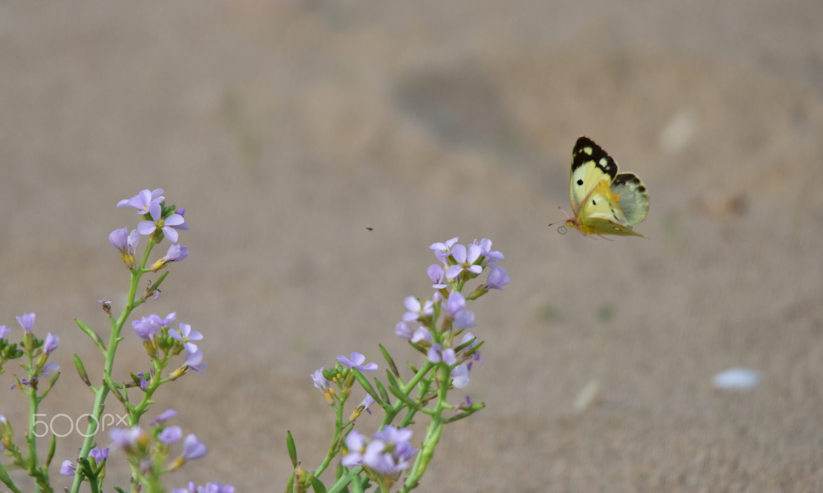 Sigma 150-500mm F5-6.3 DG OS HSM sample photo. Yellow beauty photography
