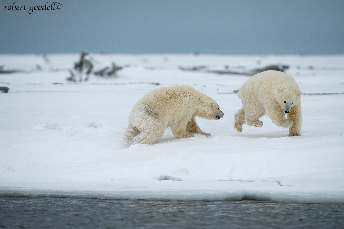 Nikon D4 sample photo. Polar bear cubs at play photography