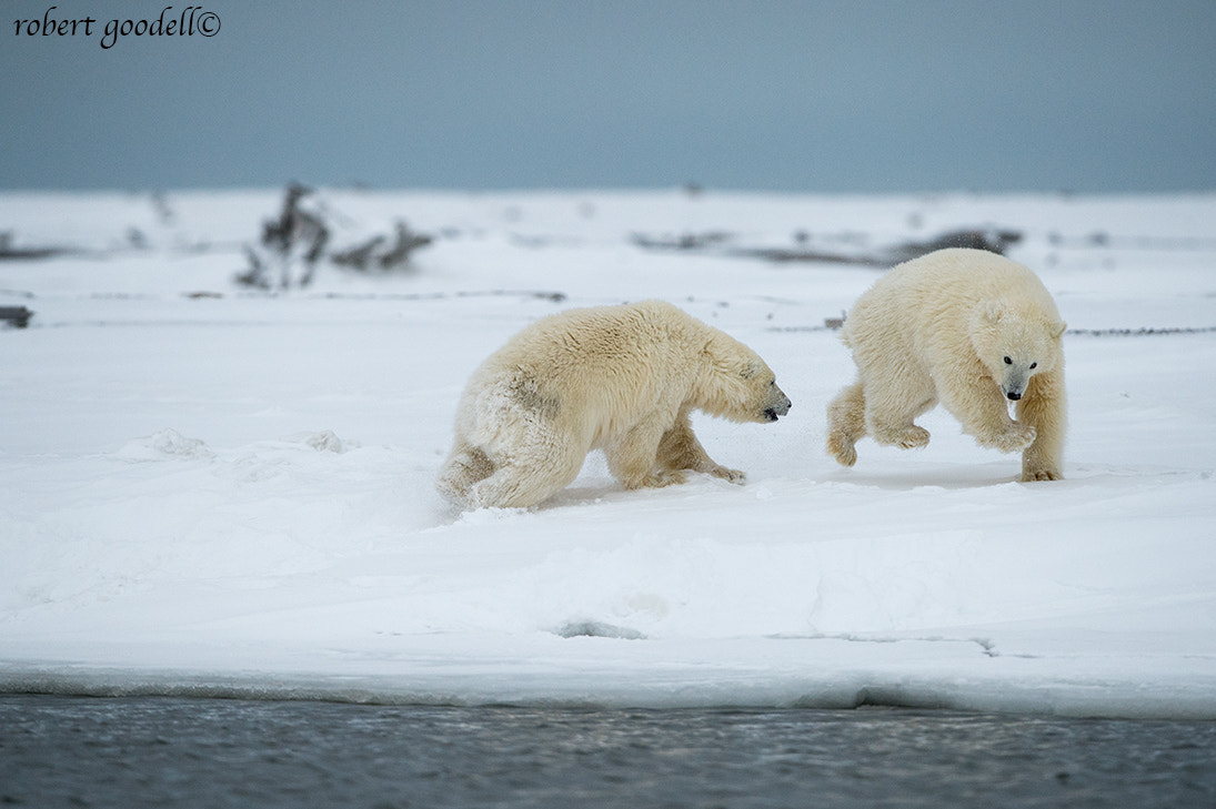 Nikon D4 + Nikon AF-S Nikkor 500mm F4G ED VR sample photo. Polar bear cubs at play photography
