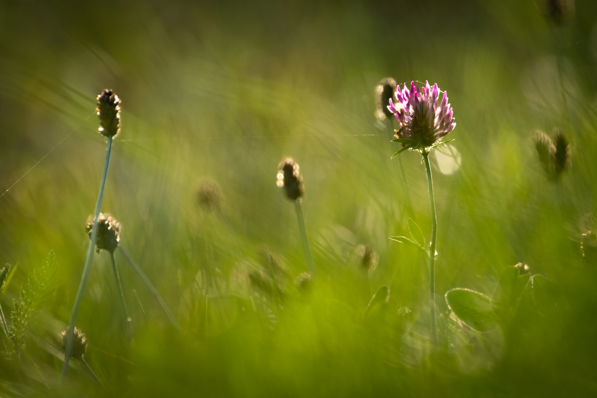 XF100-400mmF4.5-5.6 R LM OIS WR + 1.4x sample photo. Flower in the evening sun photography
