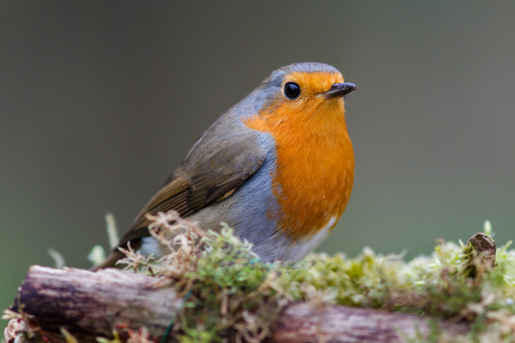 Canon EF 300mm F4L IS USM sample photo. Robin photography