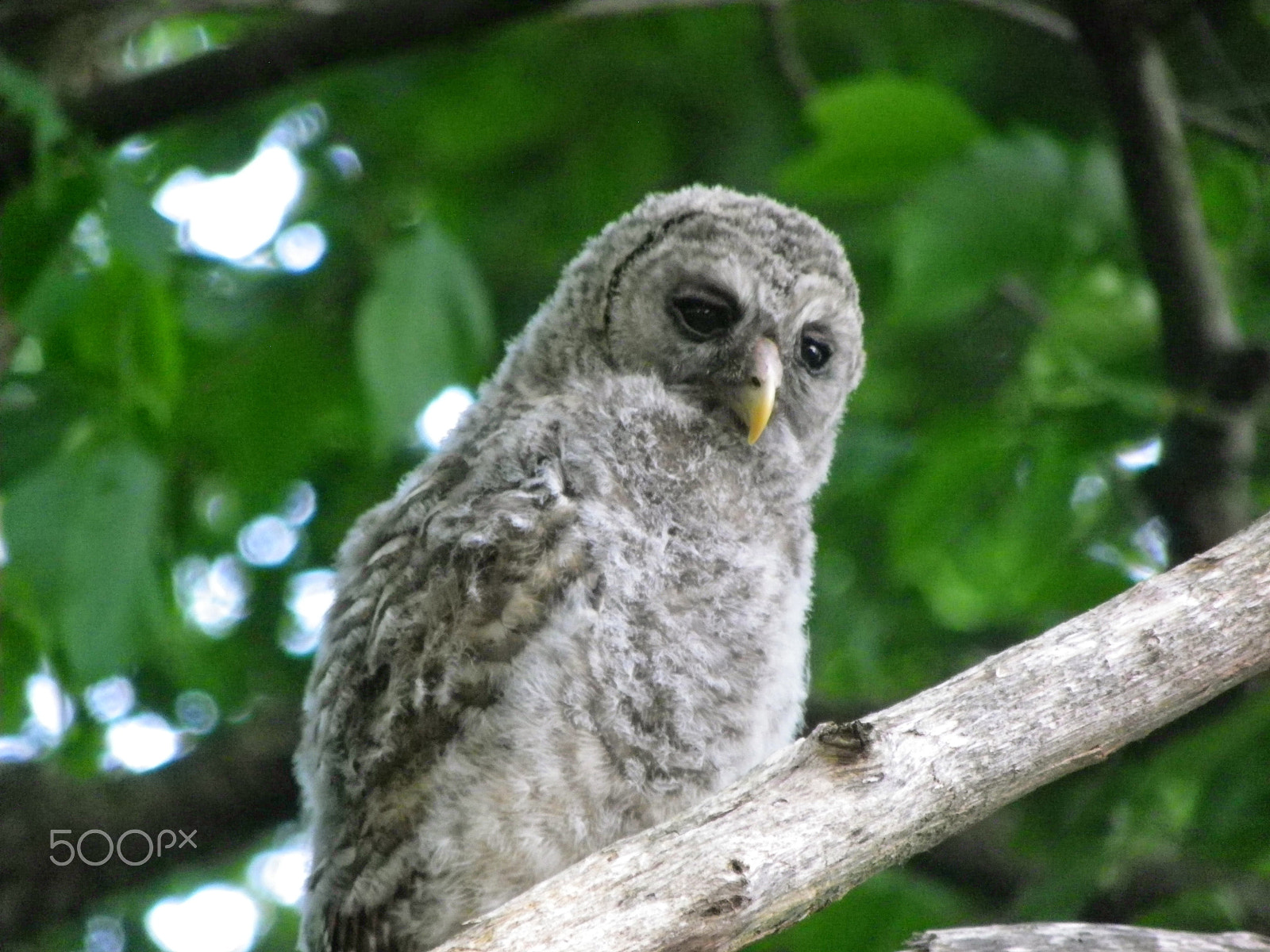 Pentax X90 sample photo. Young owl photography