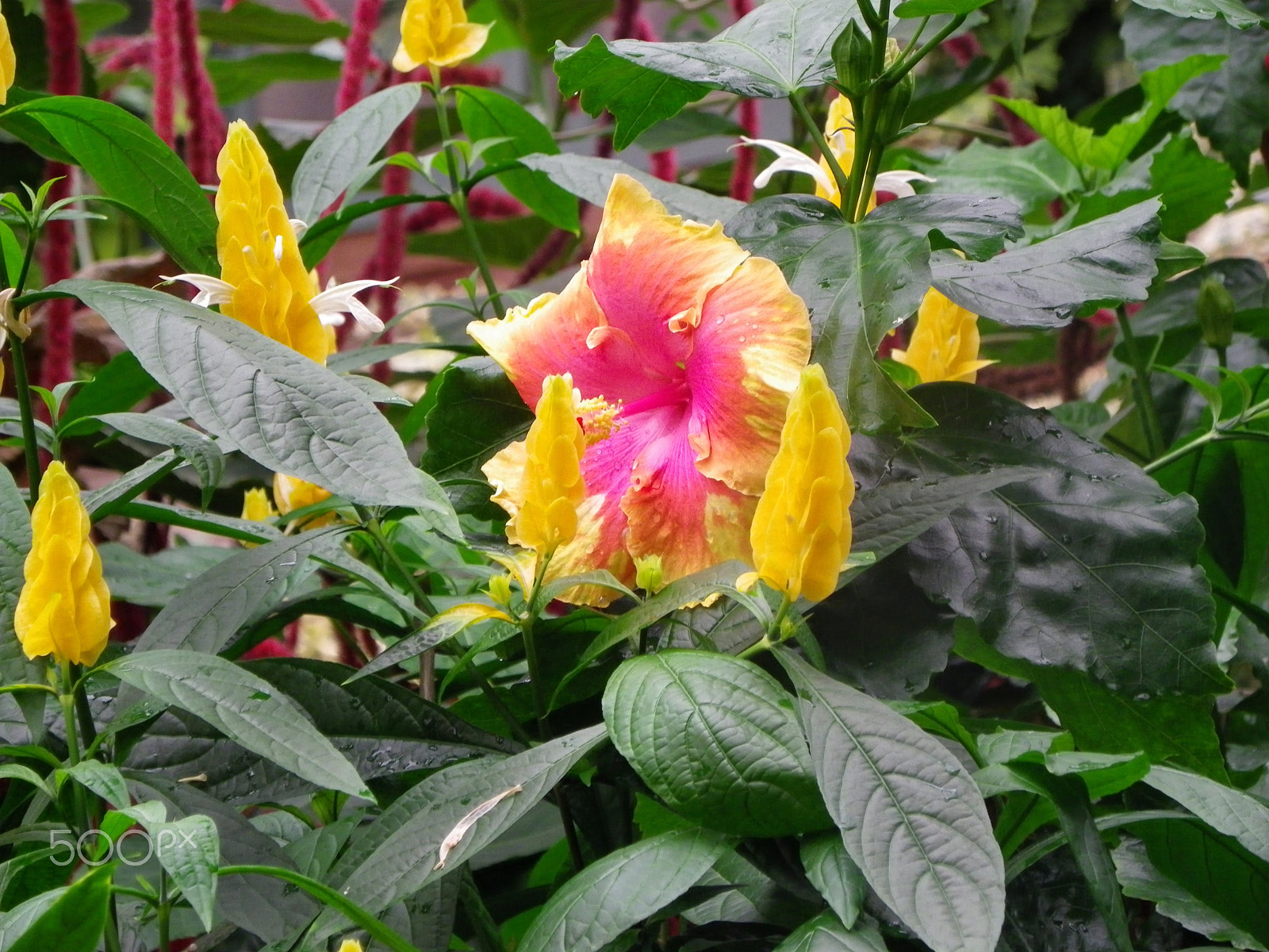 Pentax X90 sample photo. Imgp0776.jpg photography