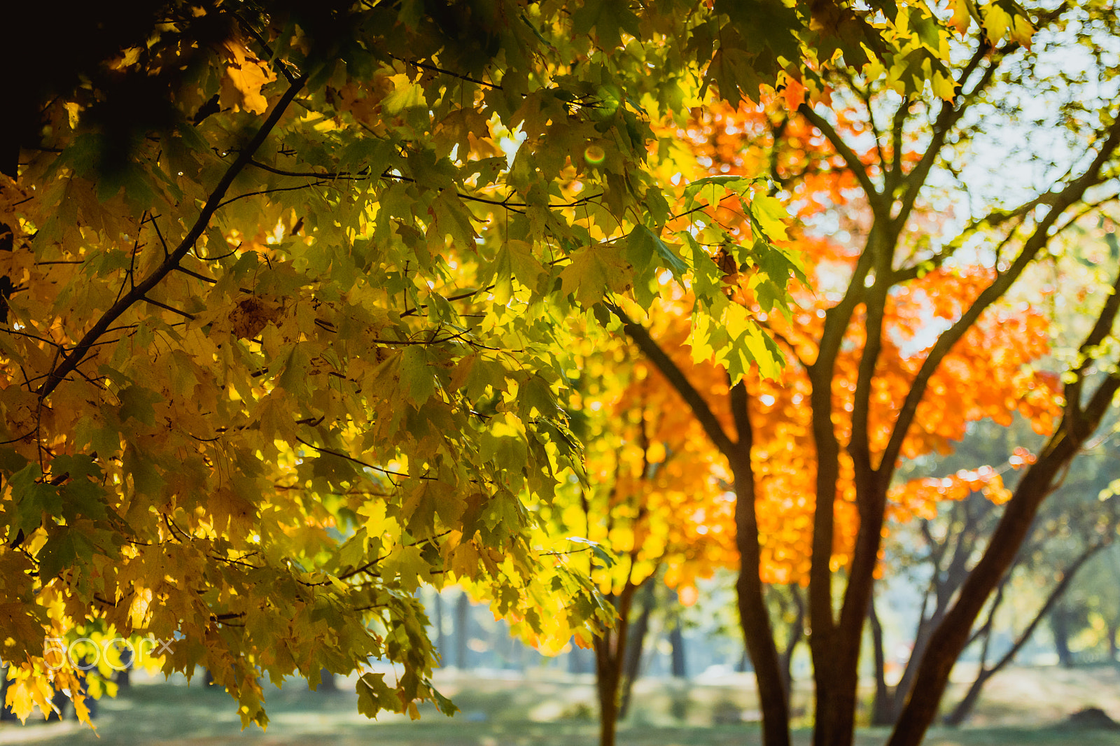 Nikon D7200 sample photo. Beautiful autumn colors photography