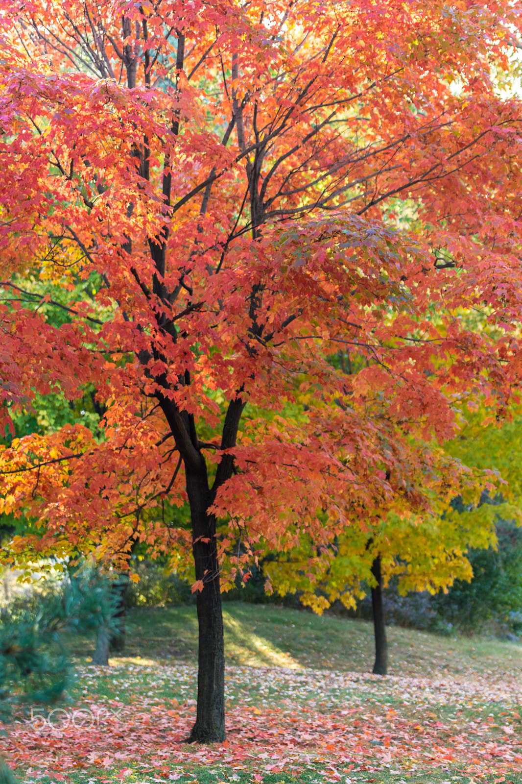 Nikon D7200 sample photo. Beautiful autumn colors photography