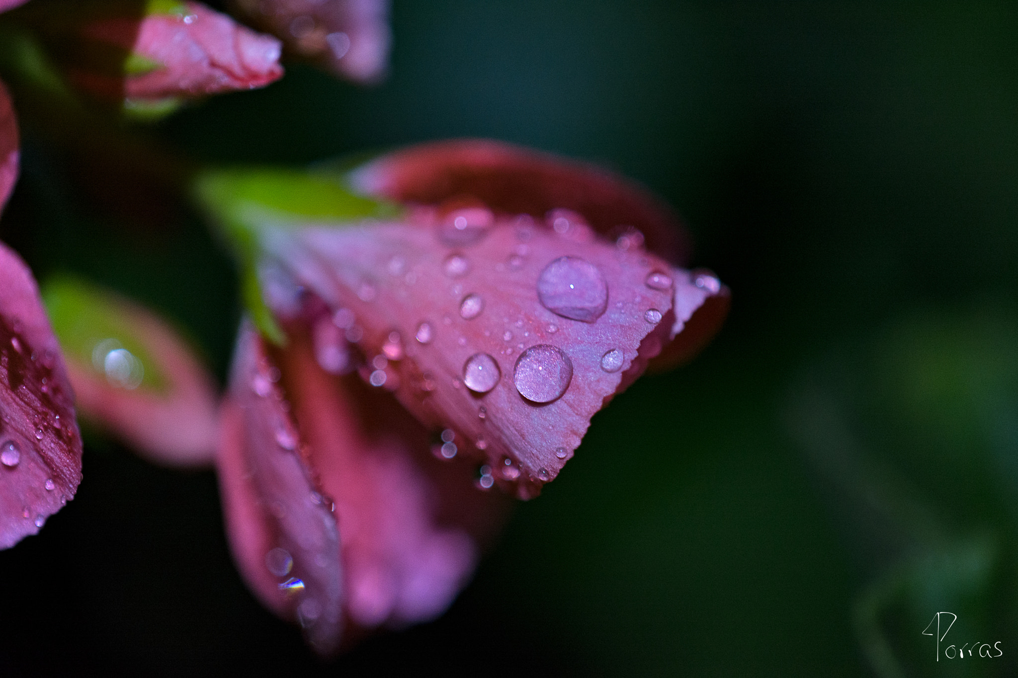 Nikon D7100 + Nikon AF-S DX Micro-Nikkor 85mm F3.5G ED VR sample photo. Water drops over pink flower photography