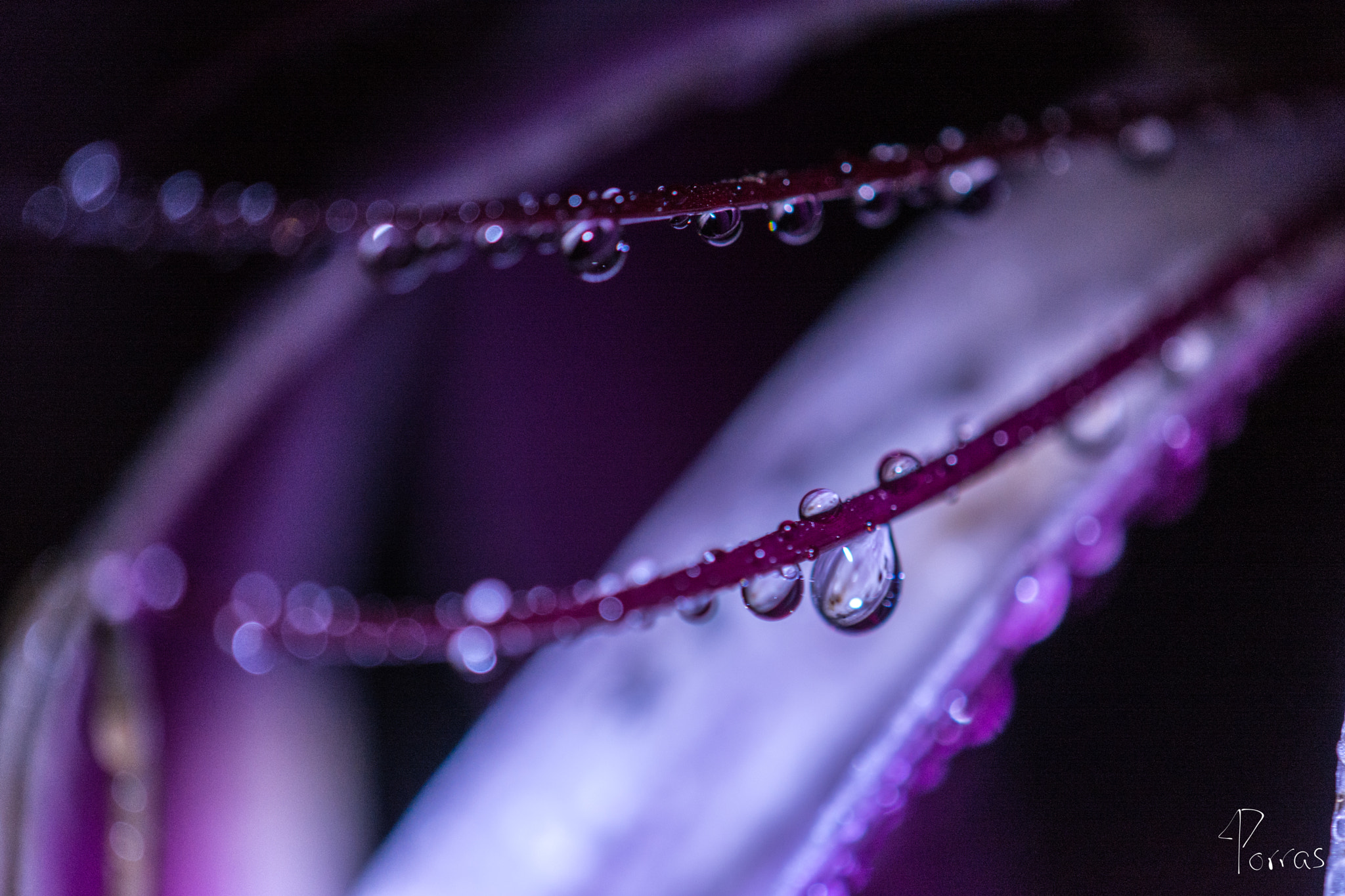 Nikon AF-S DX Micro-Nikkor 85mm F3.5G ED VR sample photo. Water drops over flower photography