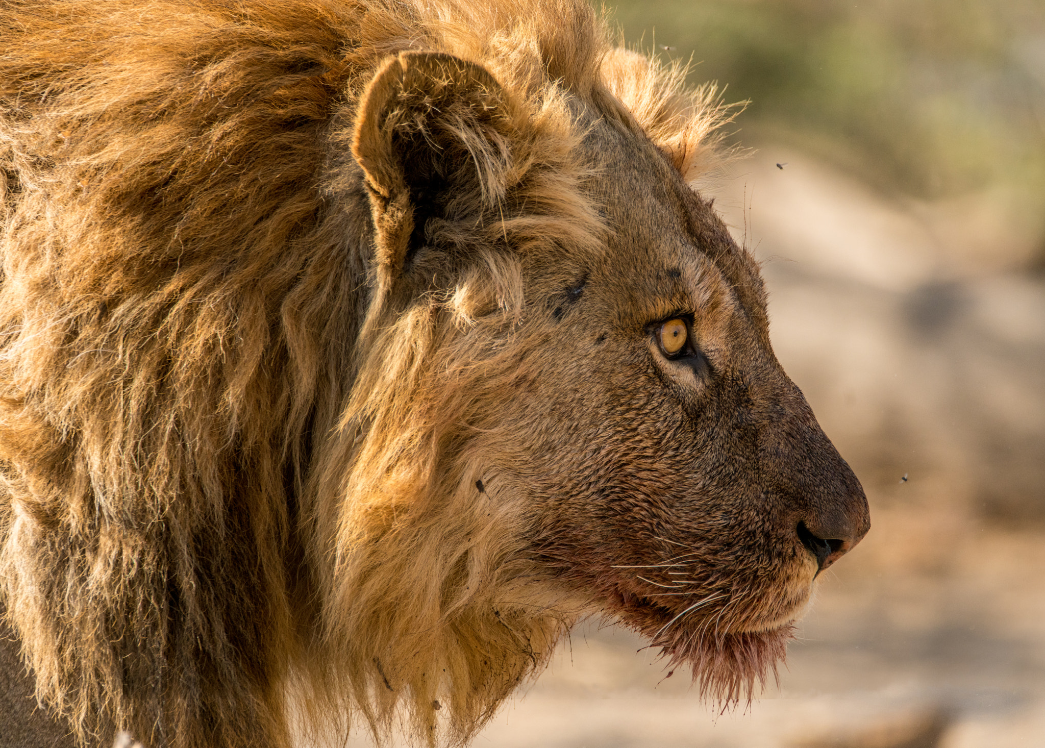 Sony a7R II + Tamron SP 150-600mm F5-6.3 Di VC USD sample photo. Blond maned lion with blood on his muzzle photography