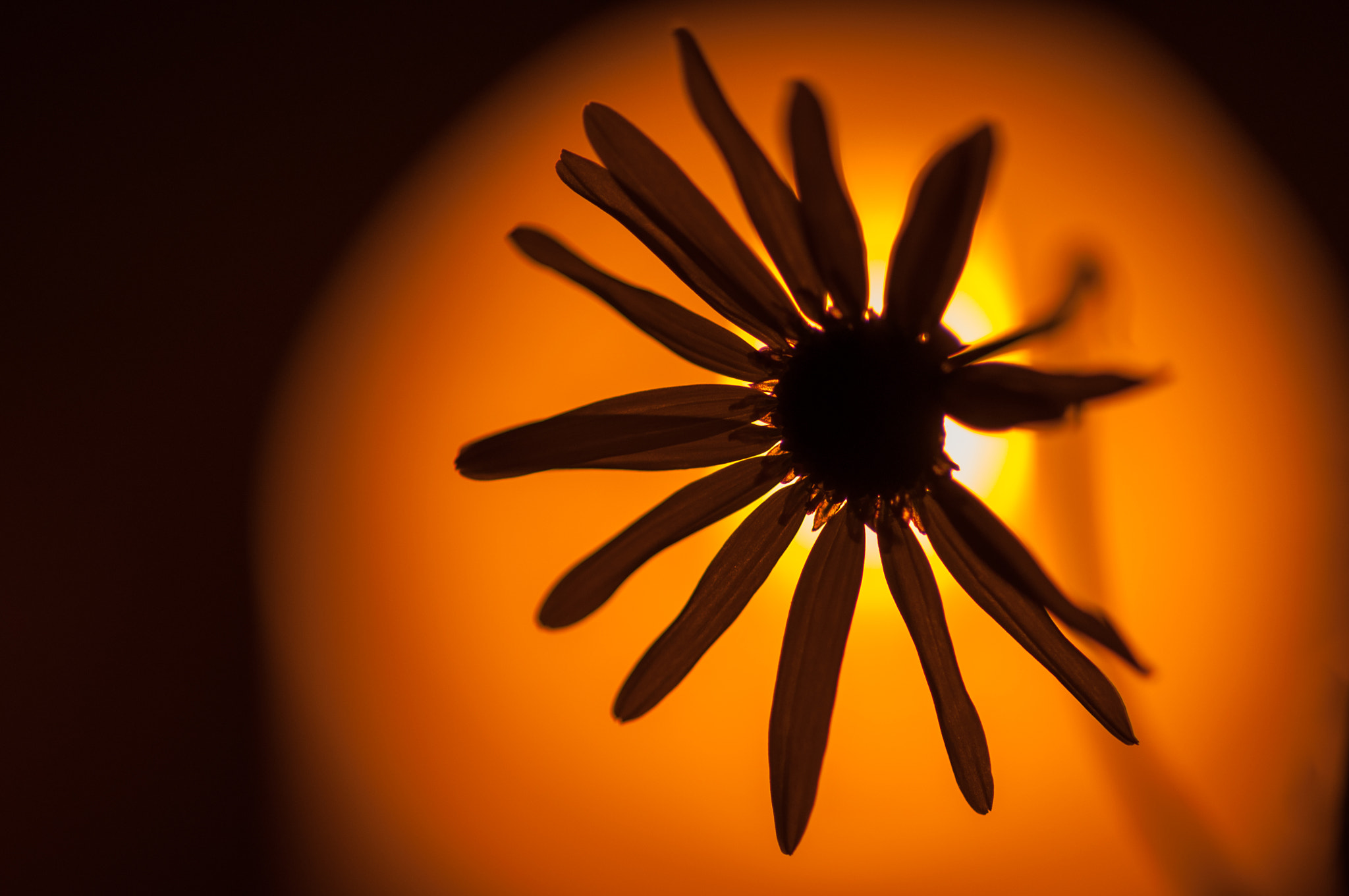Tokina AT-X Pro 100mm F2.8 Macro sample photo. Agains the light photography