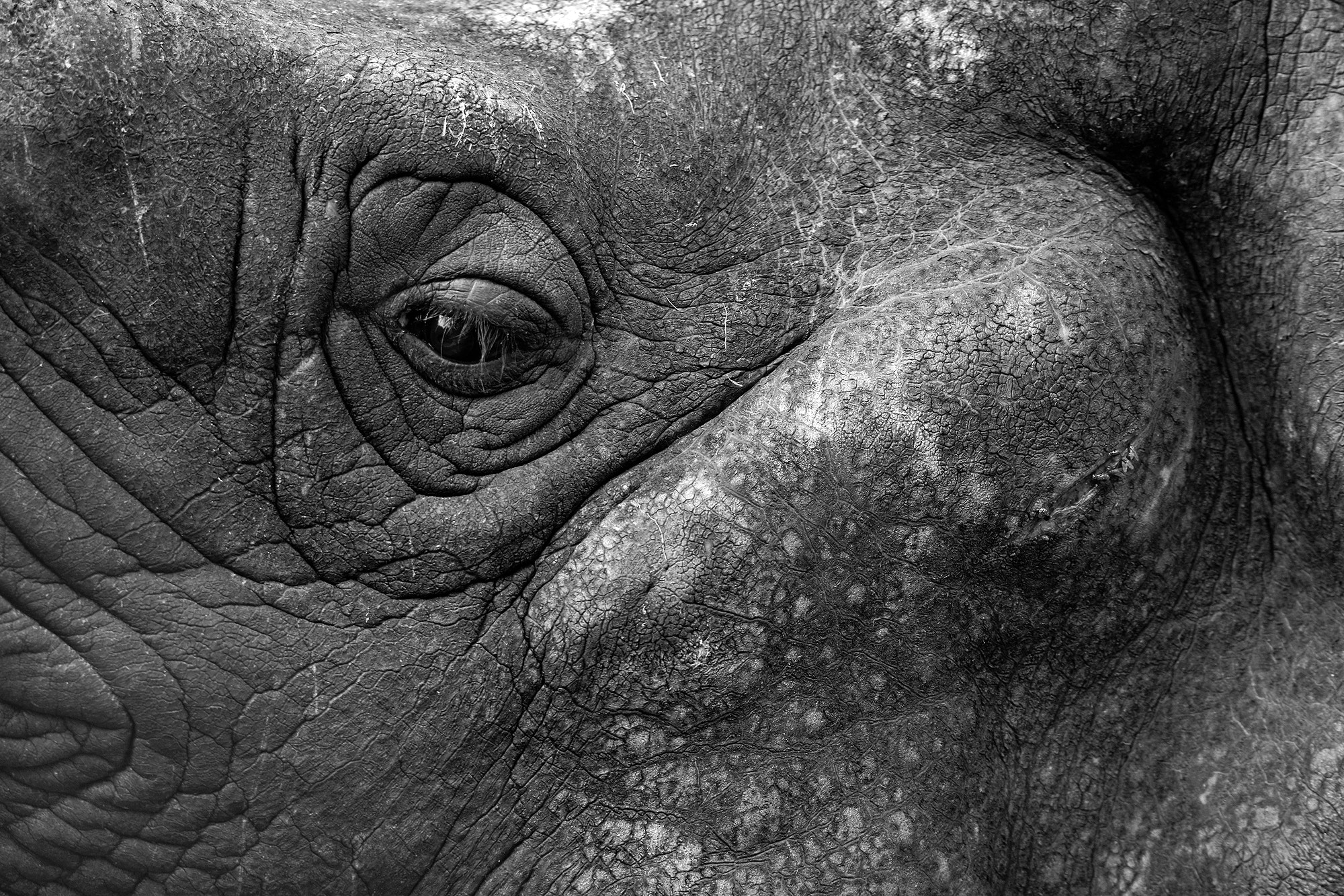 Sigma 150-600mm F5-6.3 DG OS HSM | C sample photo. Rihno's eye photography