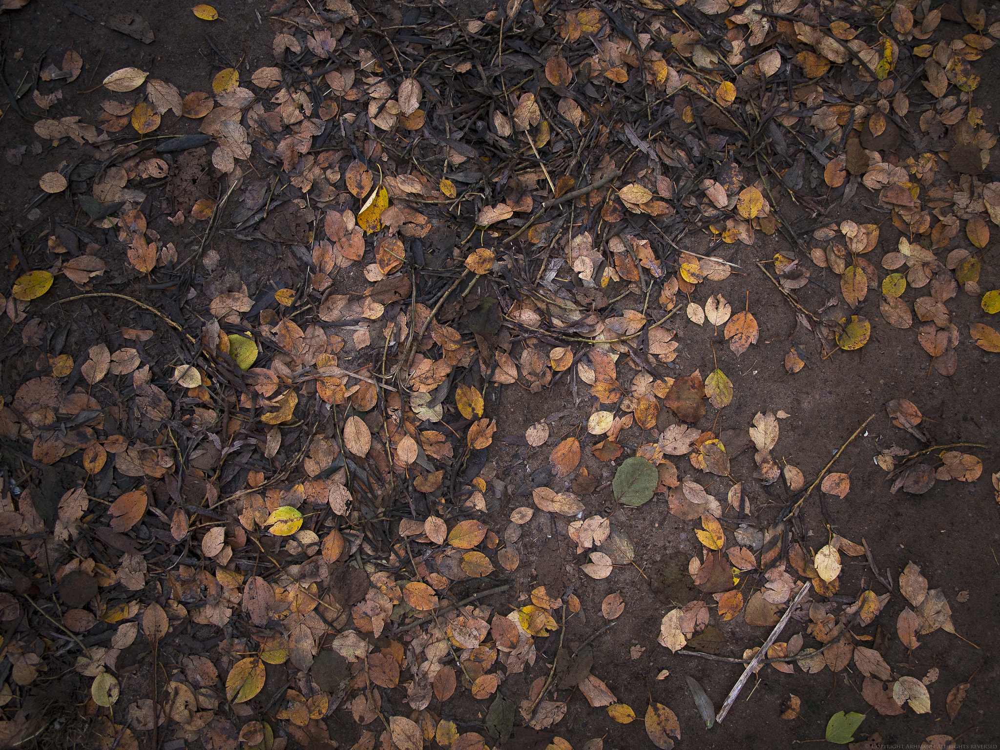 Olympus OM-D E-M10 + Panasonic Lumix G 14mm F2.5 ASPH sample photo. Autumn photography