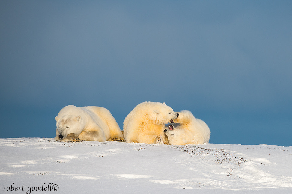 Nikon D4 sample photo. Mother and cubs photography