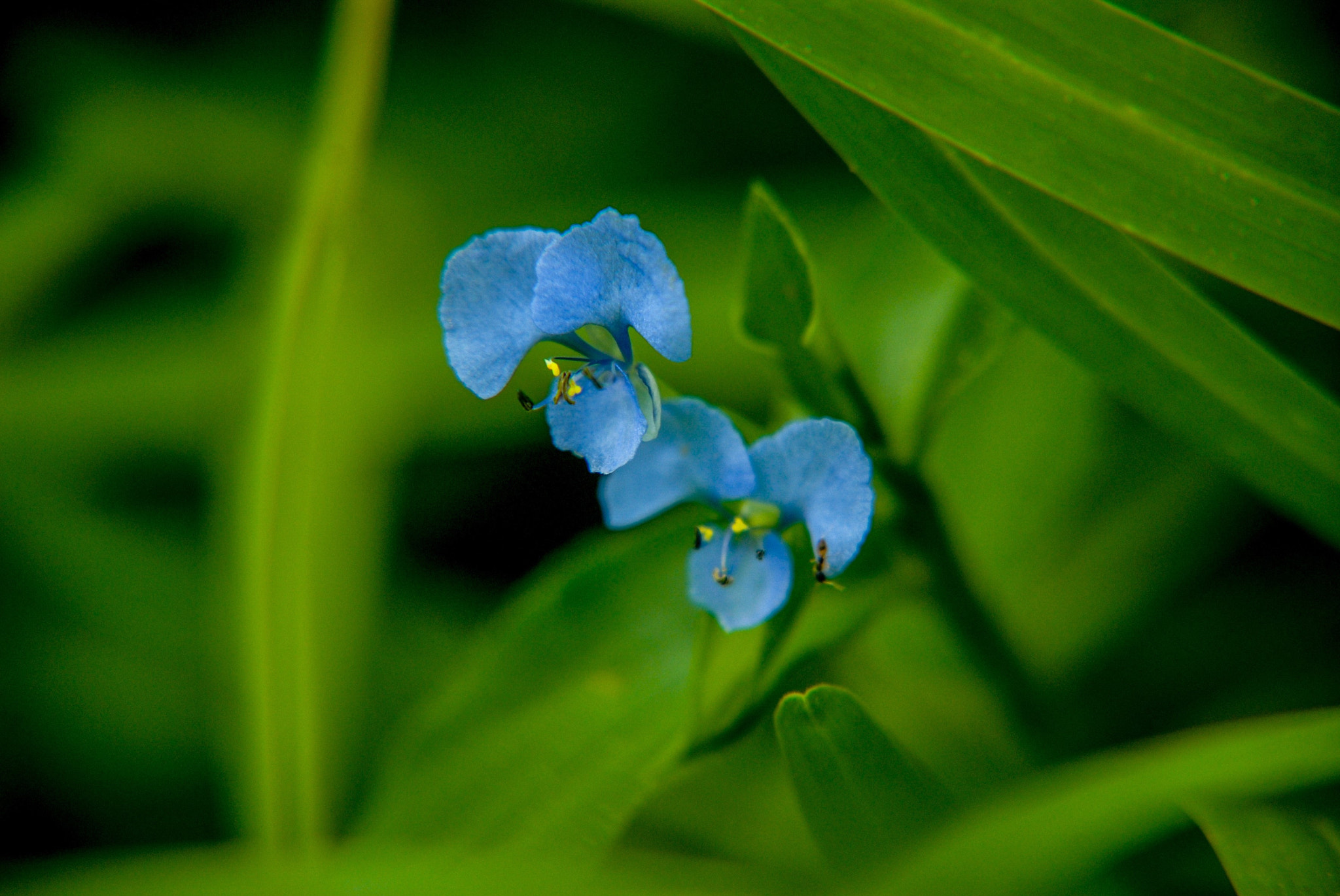 Nikon D200 sample photo