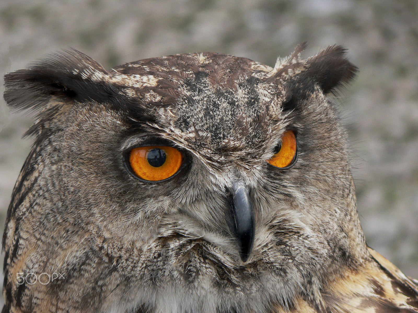 Panasonic DMC-FZ5 sample photo. Eagle owl photography