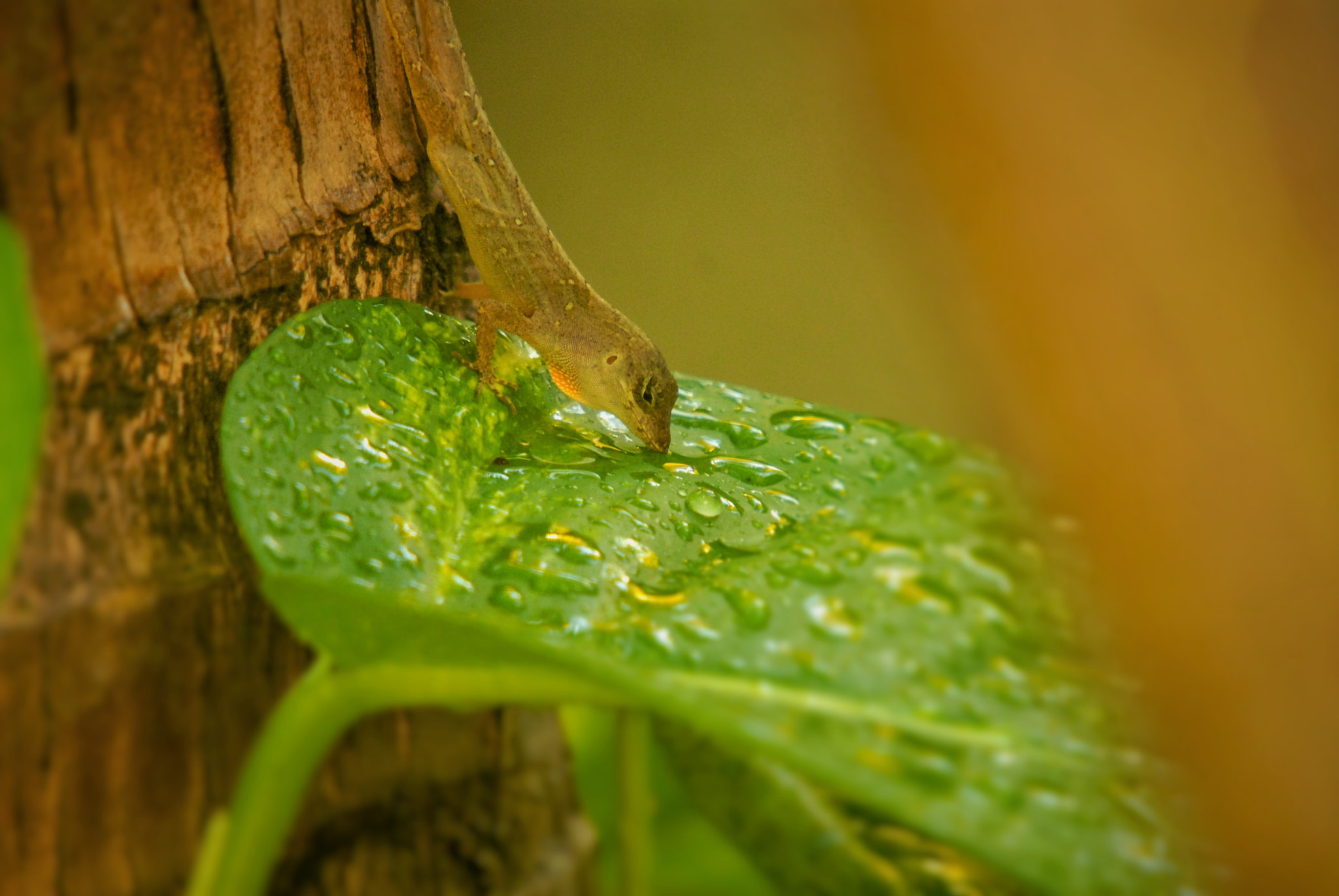 Nikon D200 + Sigma 50-500mm F4-6.3 EX APO RF HSM sample photo