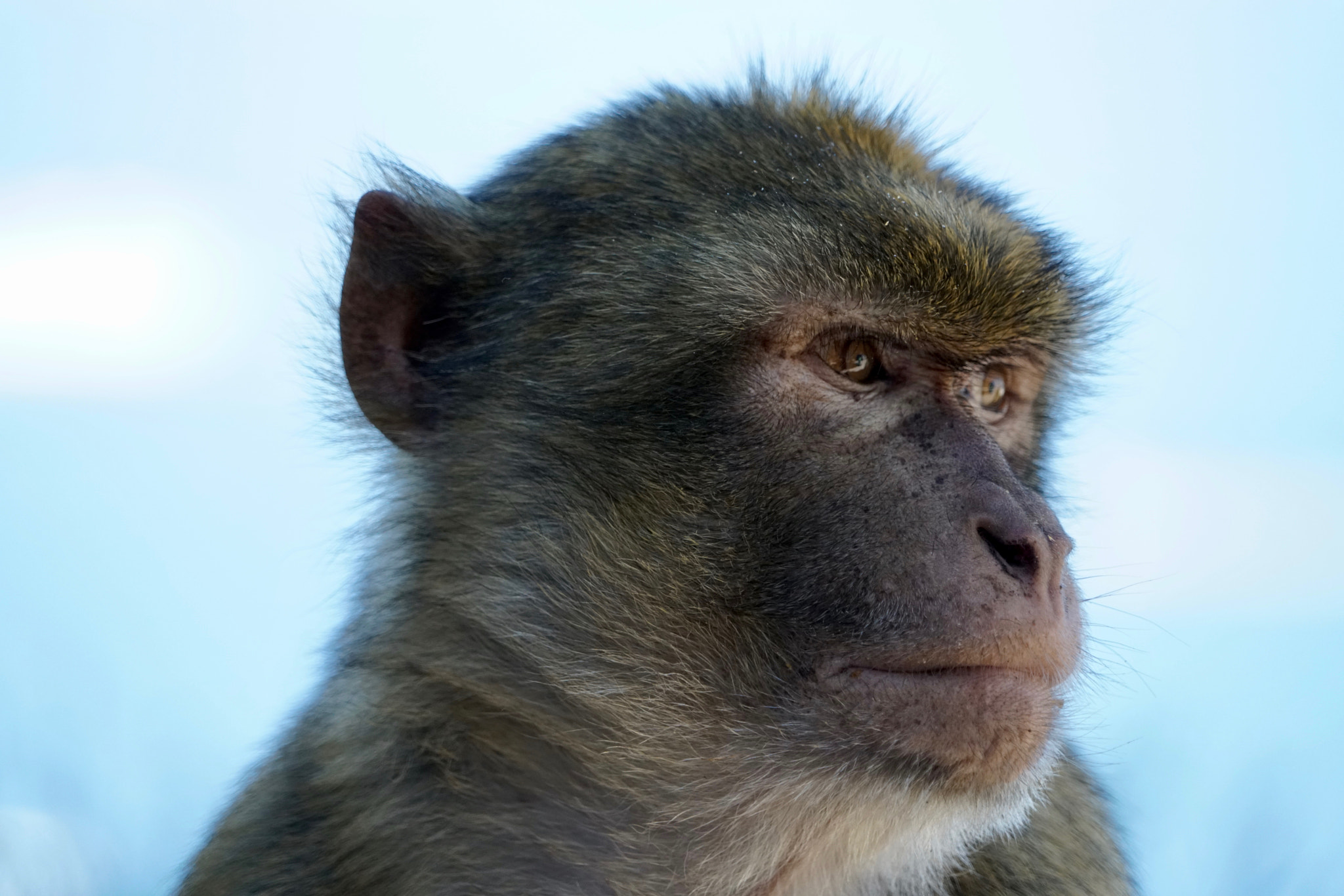 Sony FE 24-240mm F3.5-6.3 OSS sample photo. Thoughtful photography