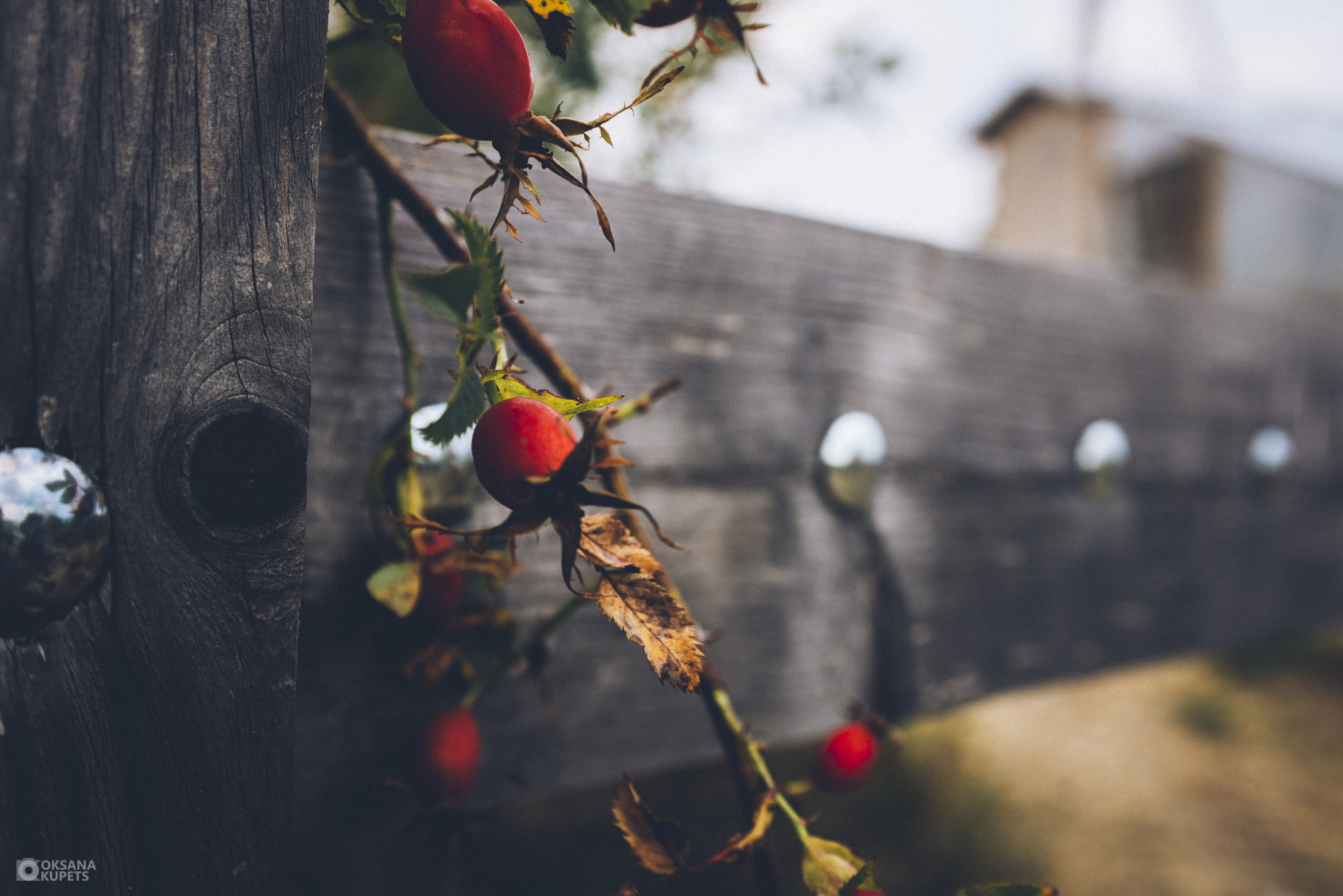 Nikon D600 + AF Zoom-Nikkor 35-70mm f/2.8D sample photo. Autumn is here photography