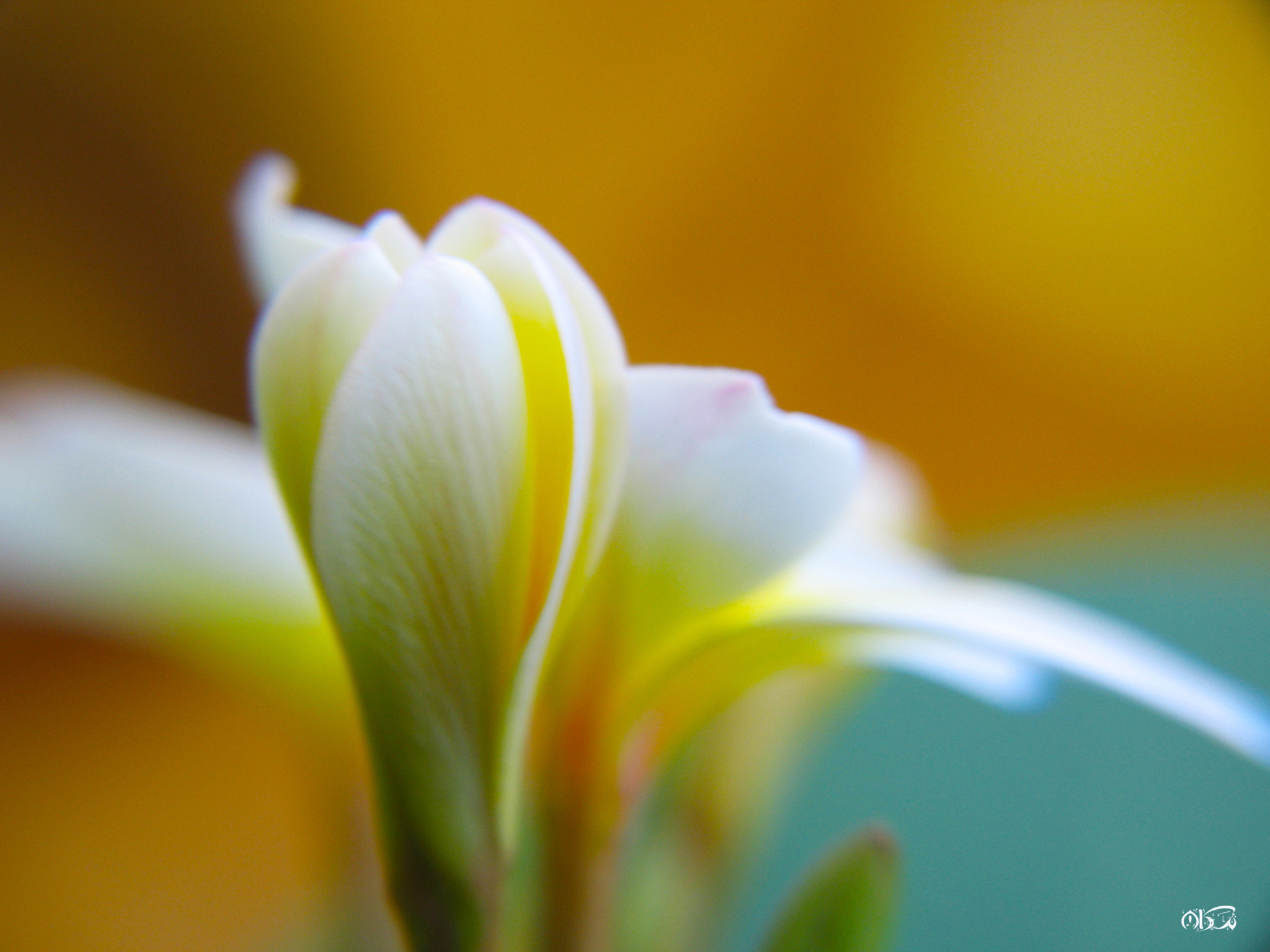 Canon POWERSHOT G6 sample photo. Laughs photography