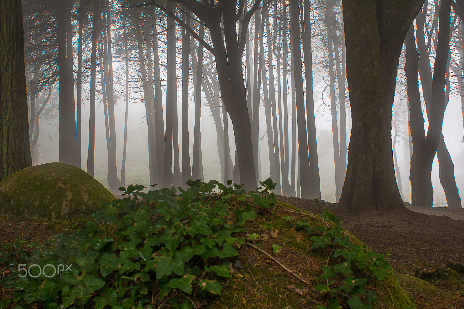 AF Zoom-Nikkor 28-85mm f/3.5-4.5 sample photo. Forest silhouette photography