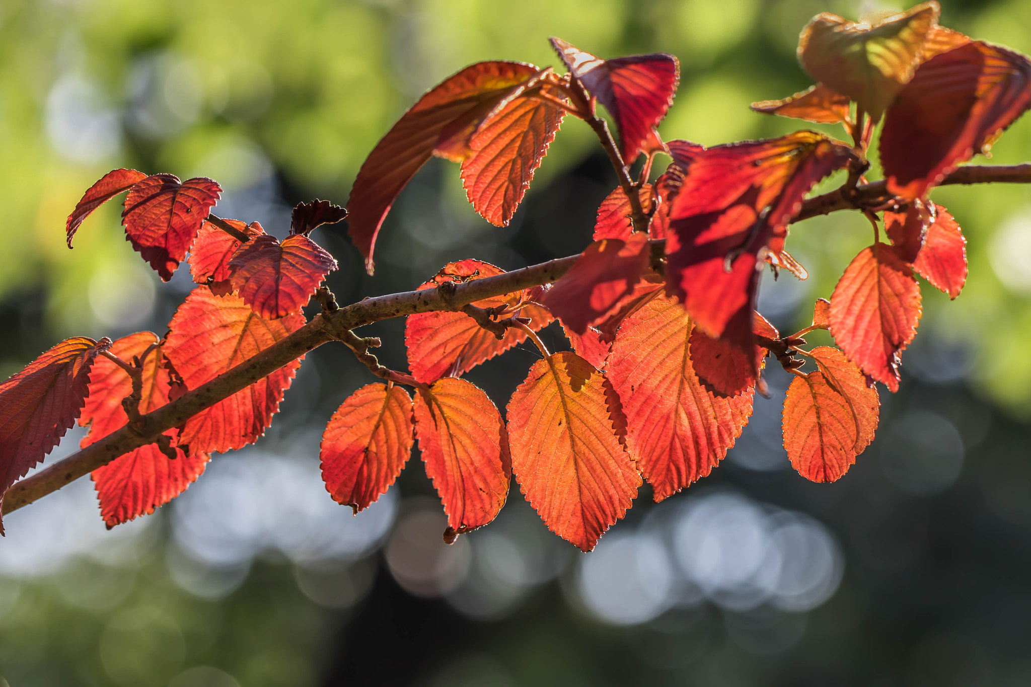 Canon EOS 760D (EOS Rebel T6s / EOS 8000D) sample photo. Autumn photography