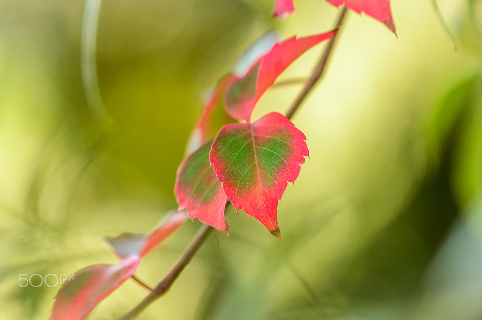 Sigma 105mm F2.8 EX DG OS HSM sample photo. Autumn colours photography