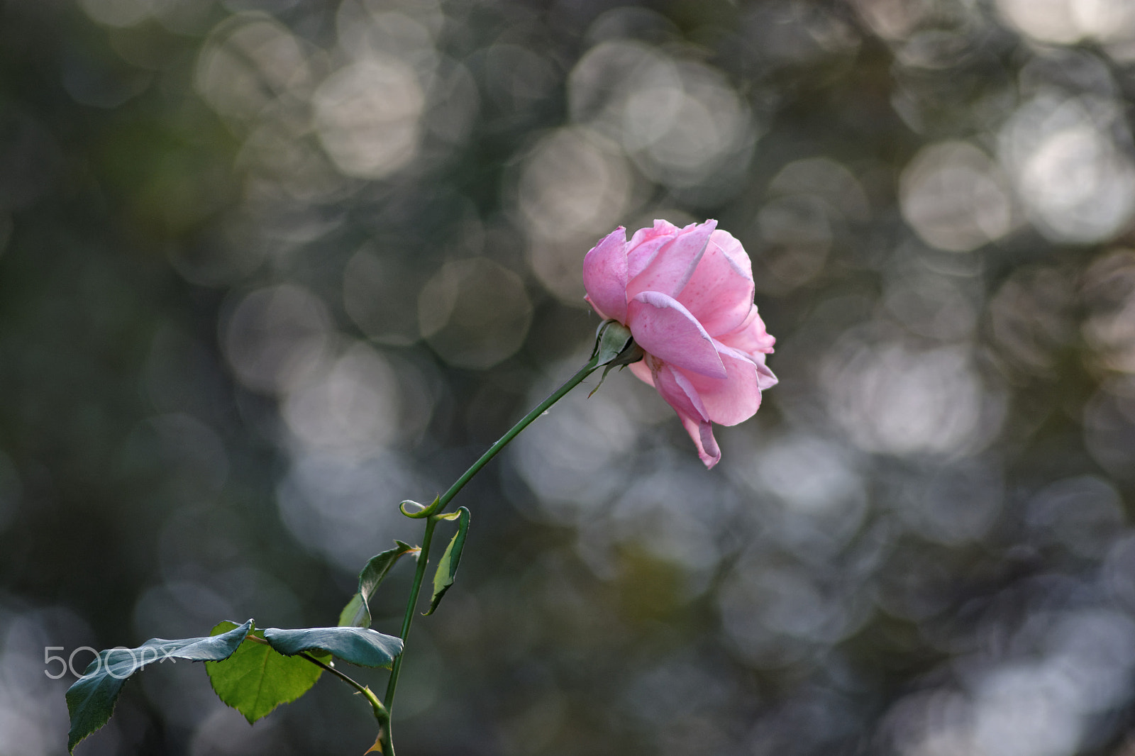 Nikon D7100 + AF Nikkor 180mm f/2.8 IF-ED sample photo. Pink rose photography