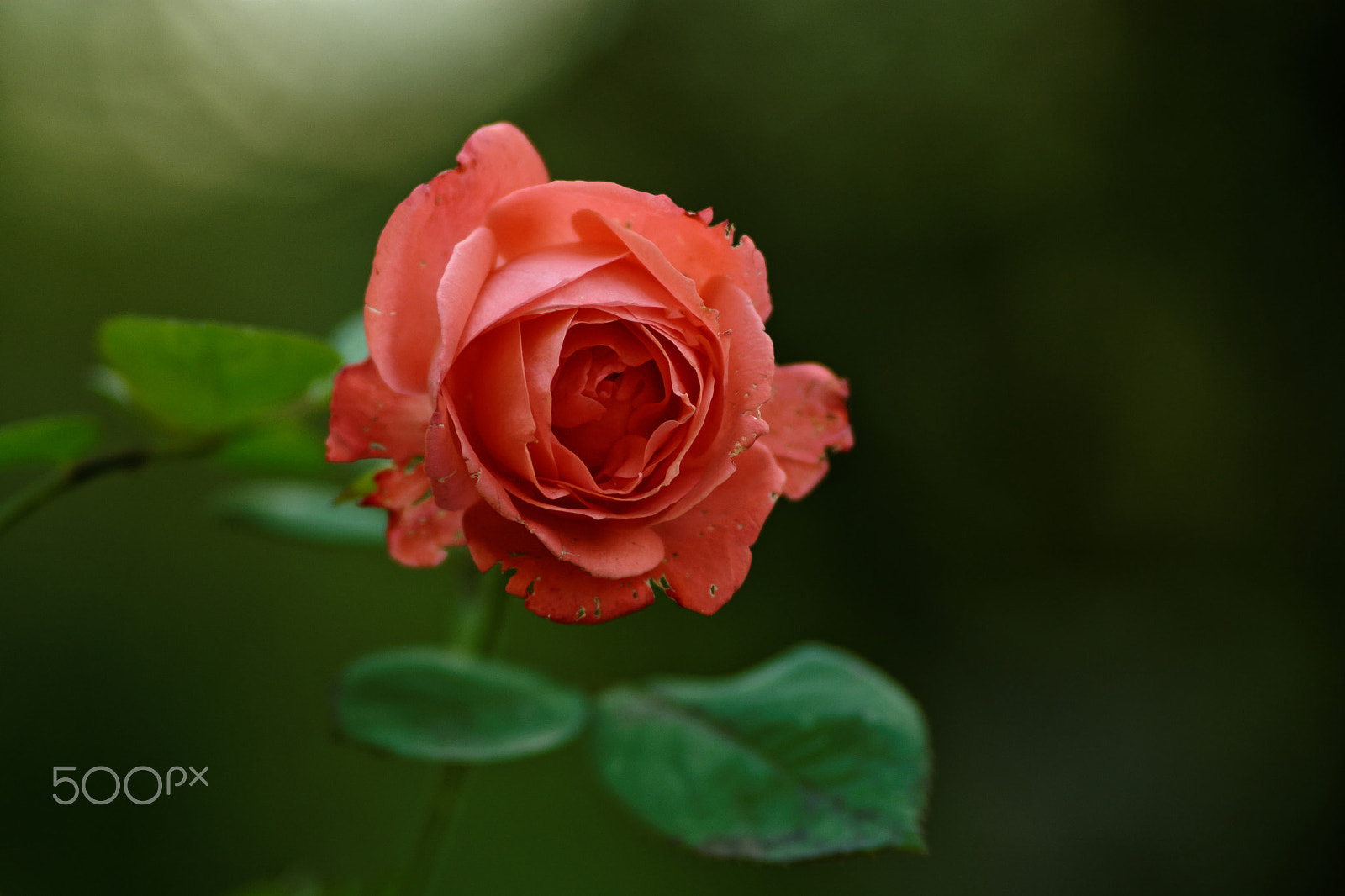 Nikon D7100 sample photo. Red rose photography