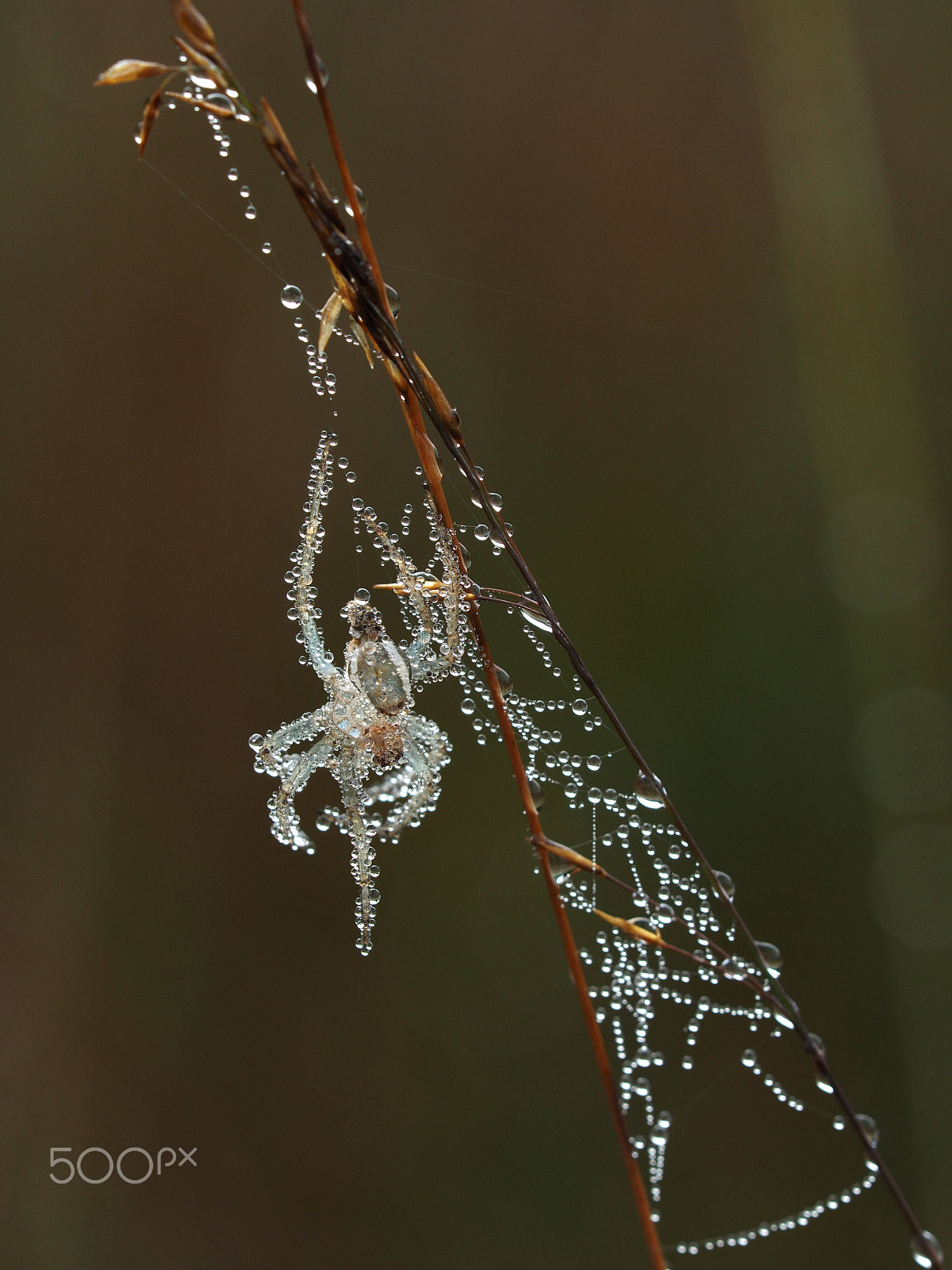 Olympus OM-D E-M5 II sample photo. Spider skin photography