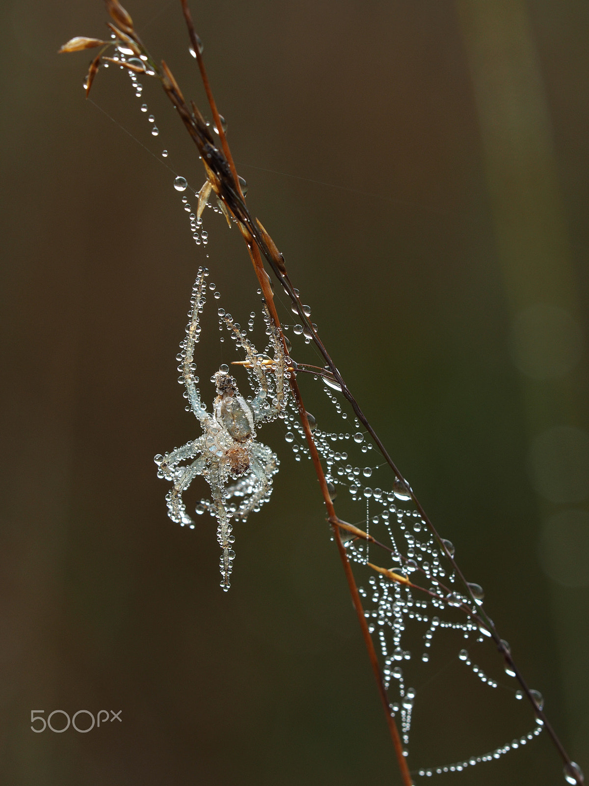 Sigma 150mm F2.8 EX DG Macro HSM sample photo. Spider skin photography