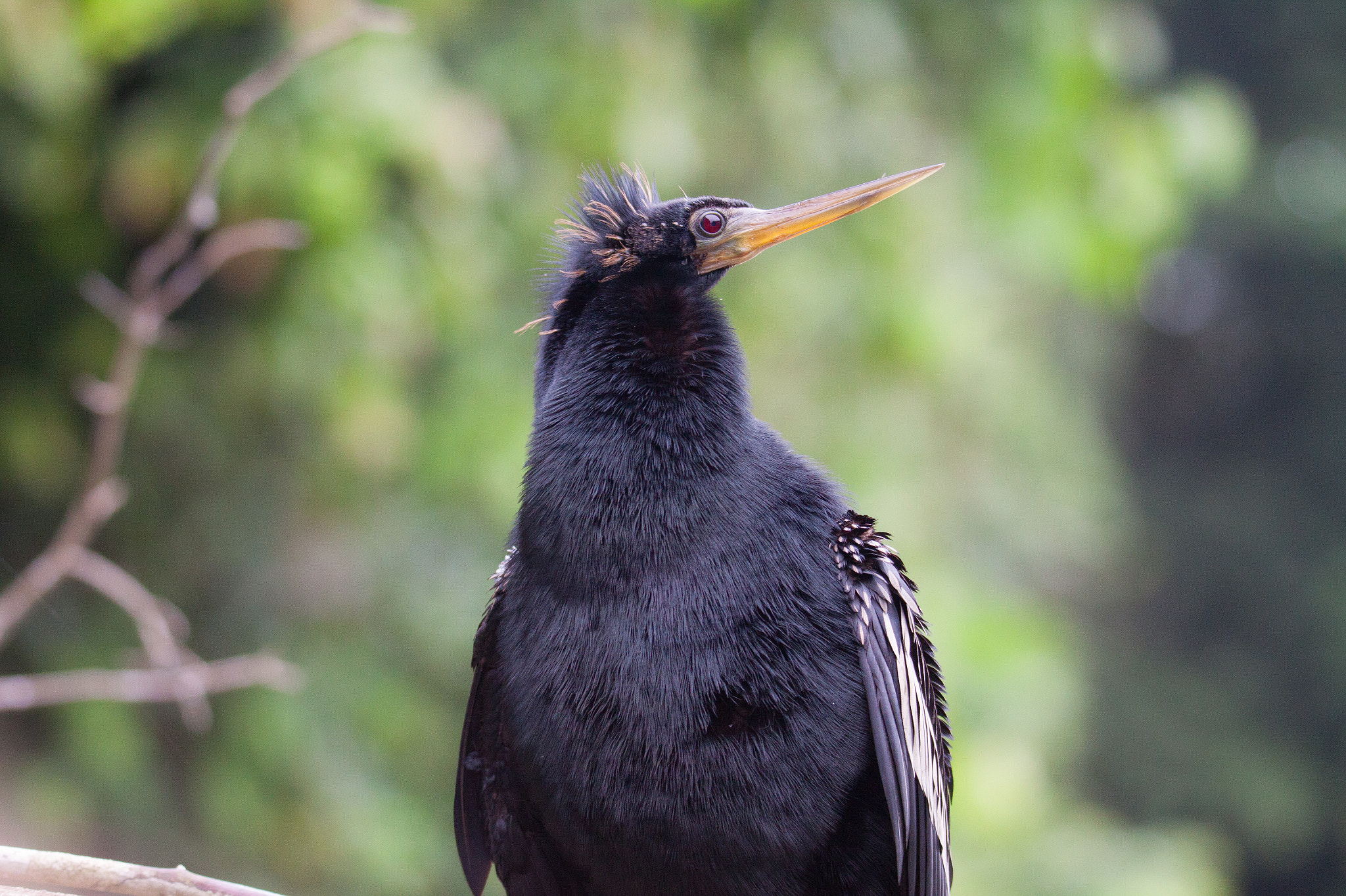Tamron SP 150-600mm F5-6.3 Di VC USD sample photo. Anhinga in tortuguero photography