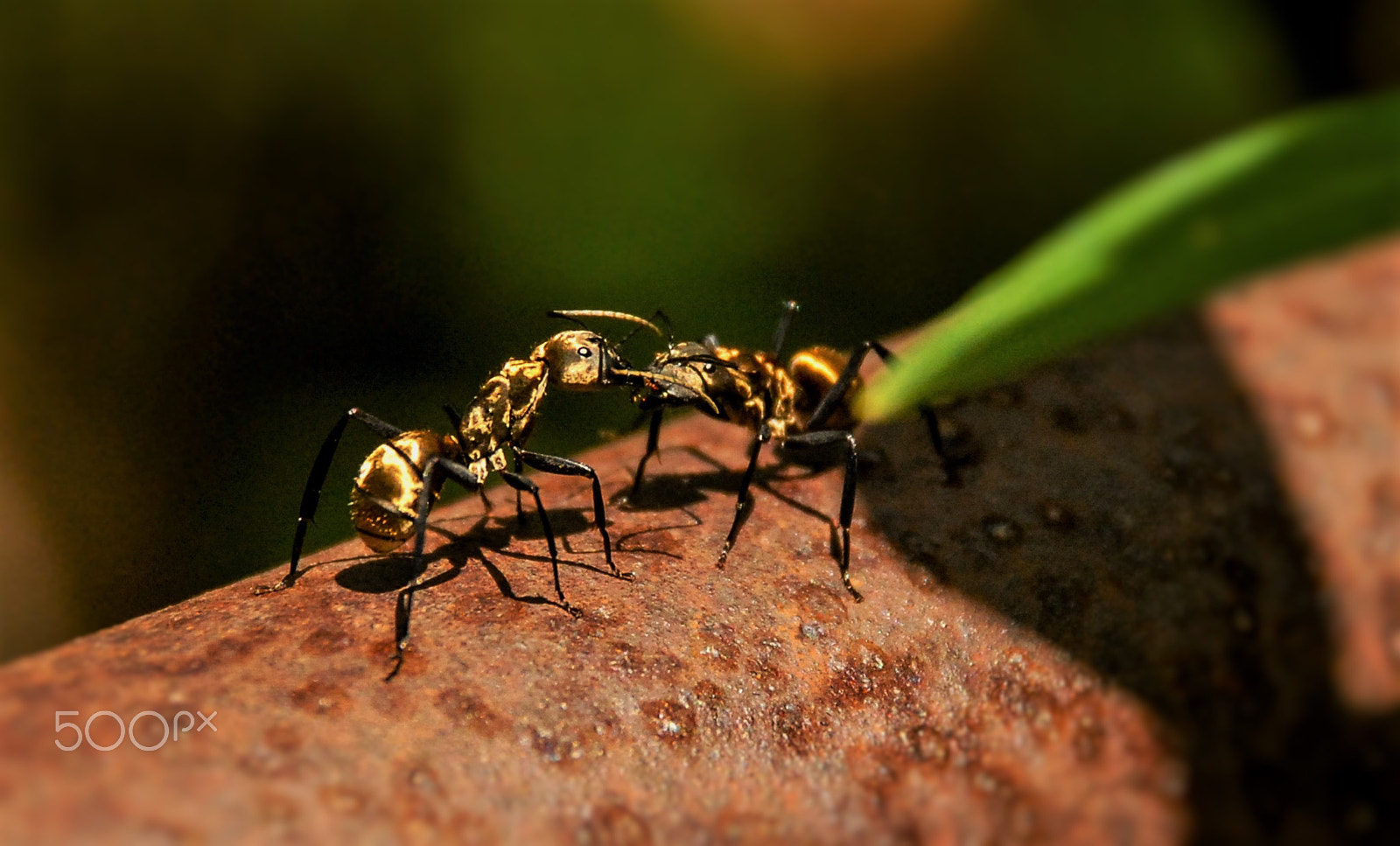 Nikon D200 sample photo. Insectos photography