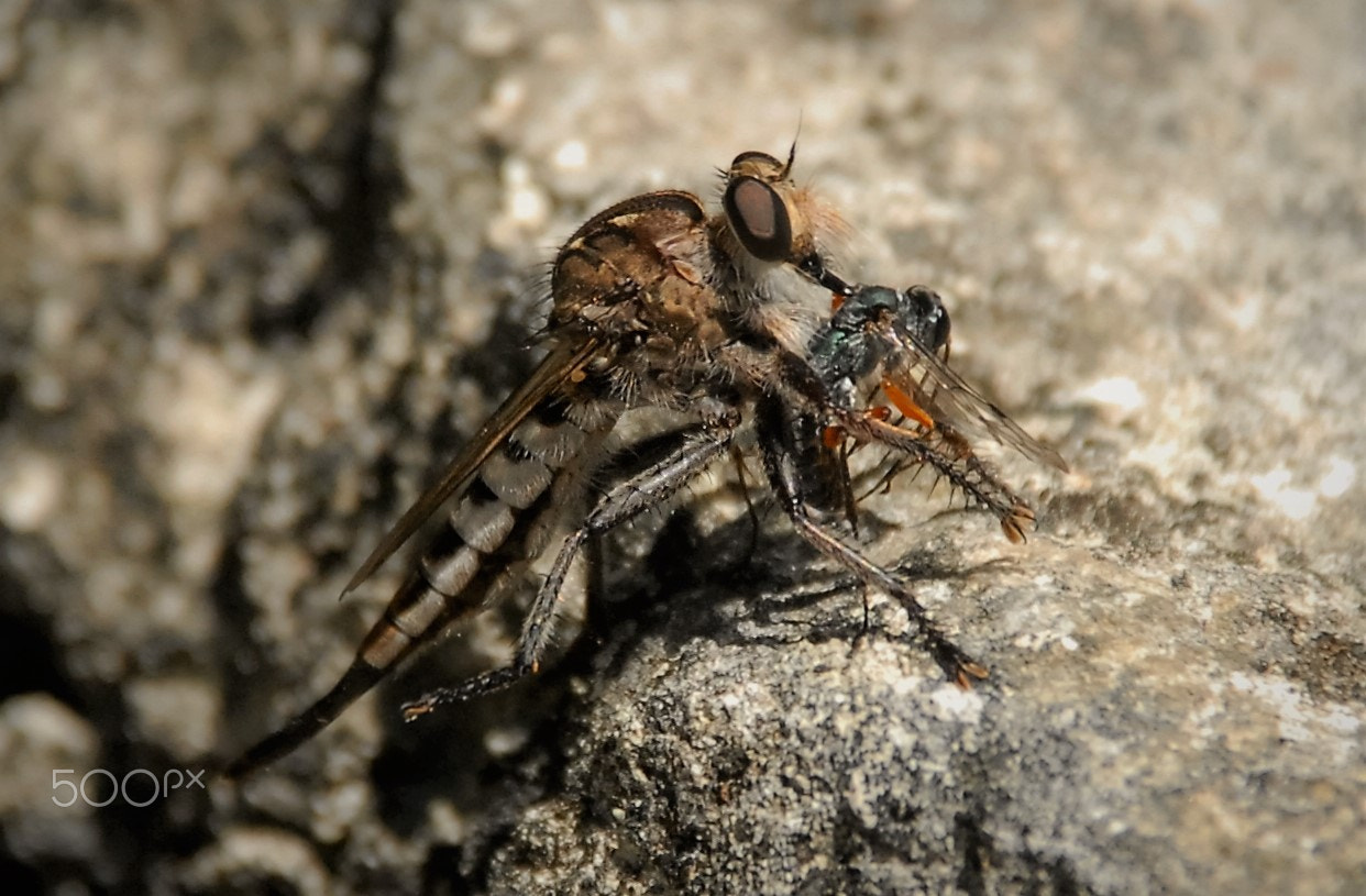 Nikon D200 sample photo. Insectos photography
