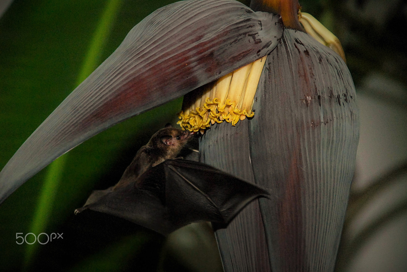 Nikon D200 sample photo. Murcielagos photography