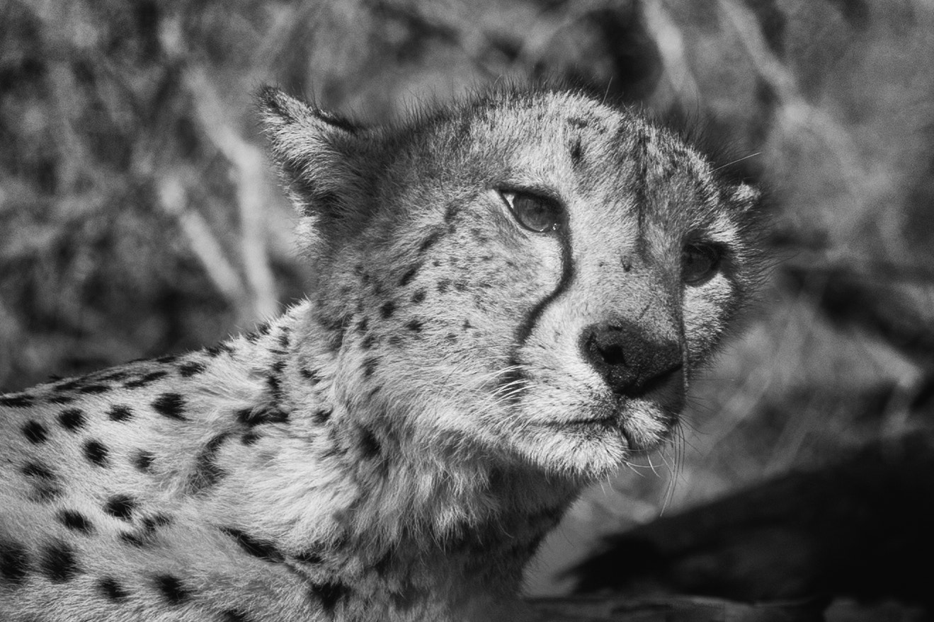 Canon EF 100-400mm F4.5-5.6L IS USM sample photo. Editar photography