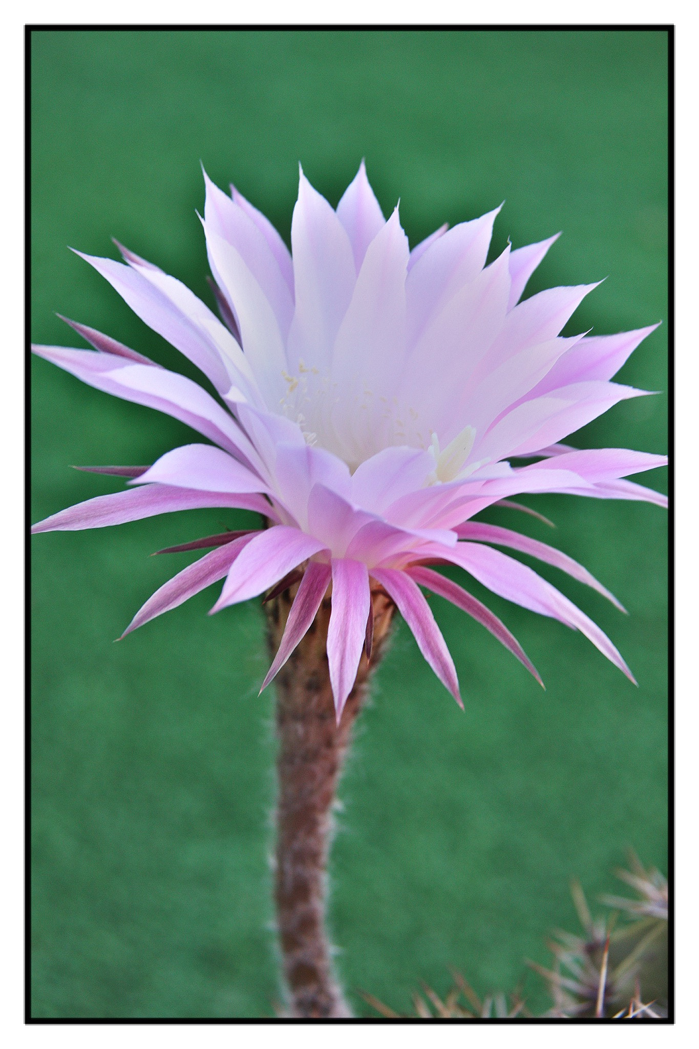 Canon EF-S 18-200mm F3.5-5.6 IS sample photo. Fleur de cactus photography