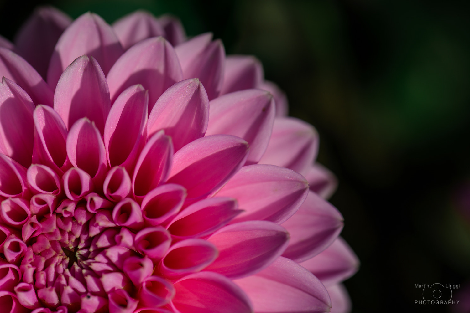Nikon AF-S Micro-Nikkor 105mm F2.8G IF-ED VR sample photo. Dahlia photography