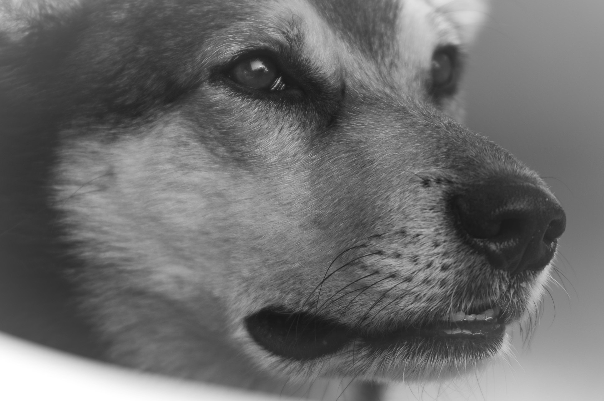Nikon D600 sample photo. Oscar photography