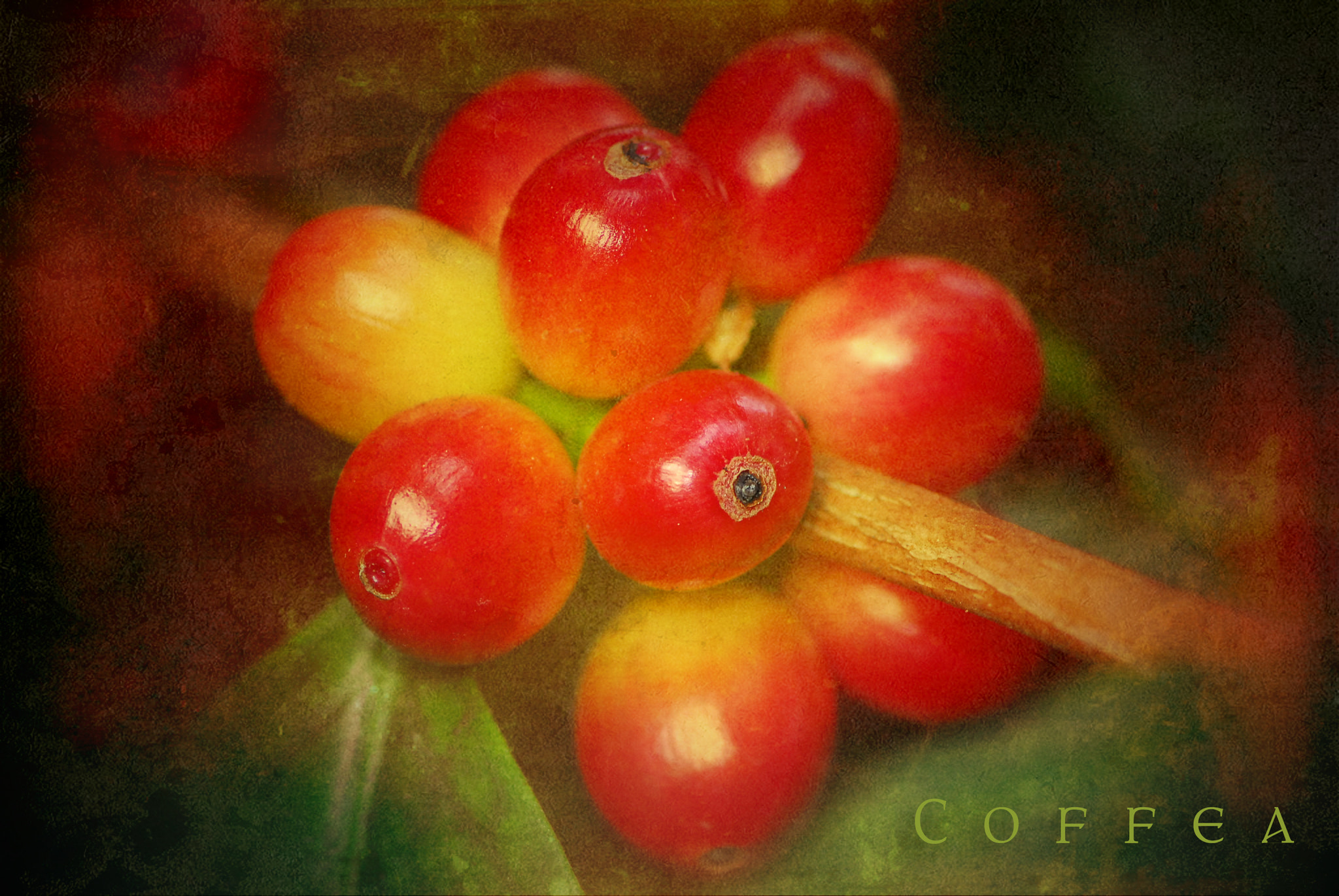 Nikon D200 sample photo. Coffee plant fruit photography