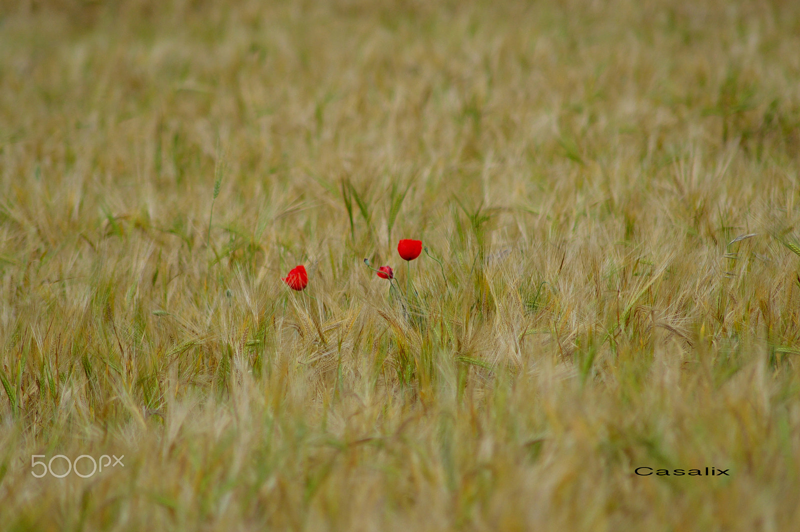 IX-Nikkor 30-60mm f/4-5.6 sample photo. Copia copia photography