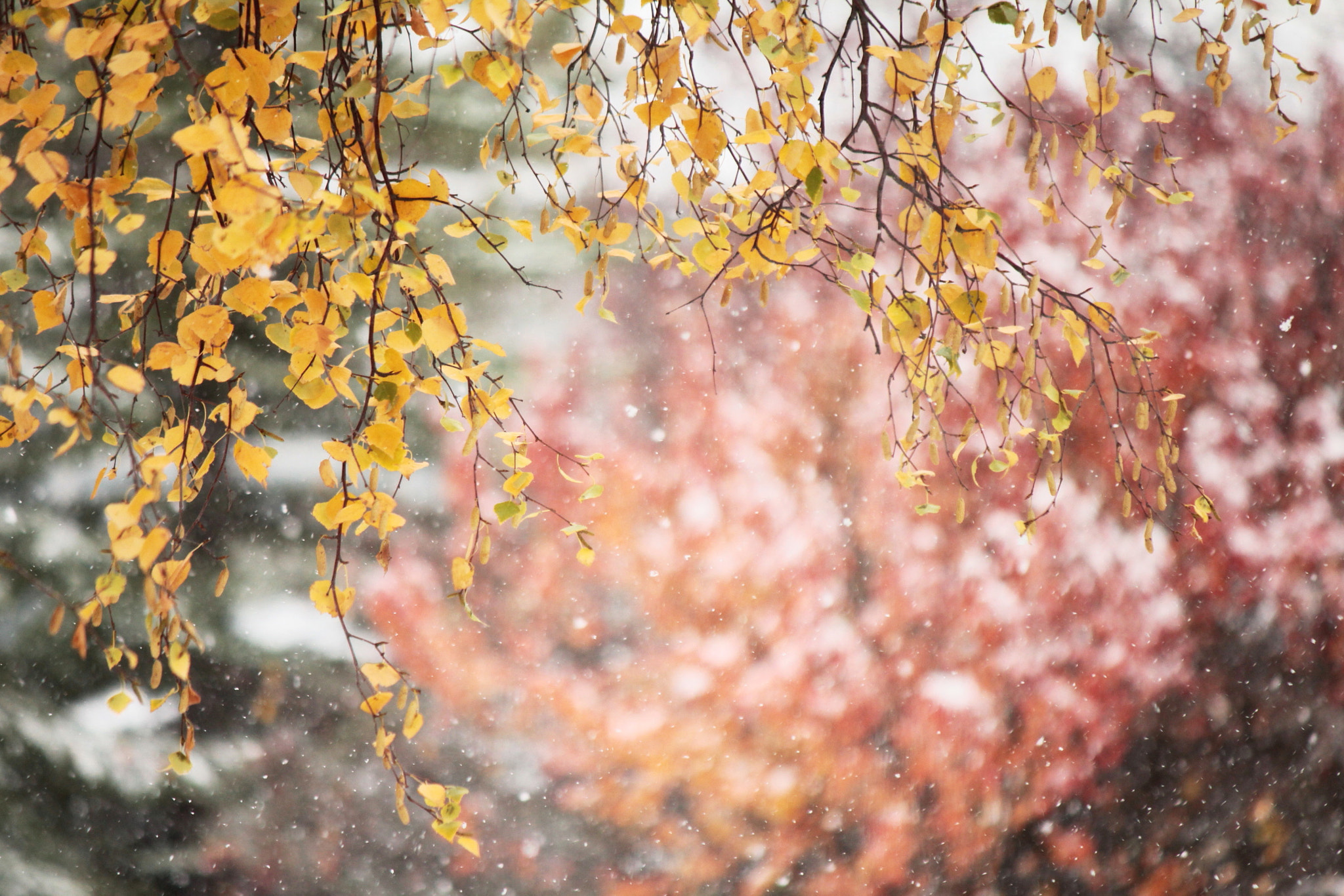 Canon EF-S 55-250mm F4-5.6 IS II sample photo. Autumn.... meet winter photography