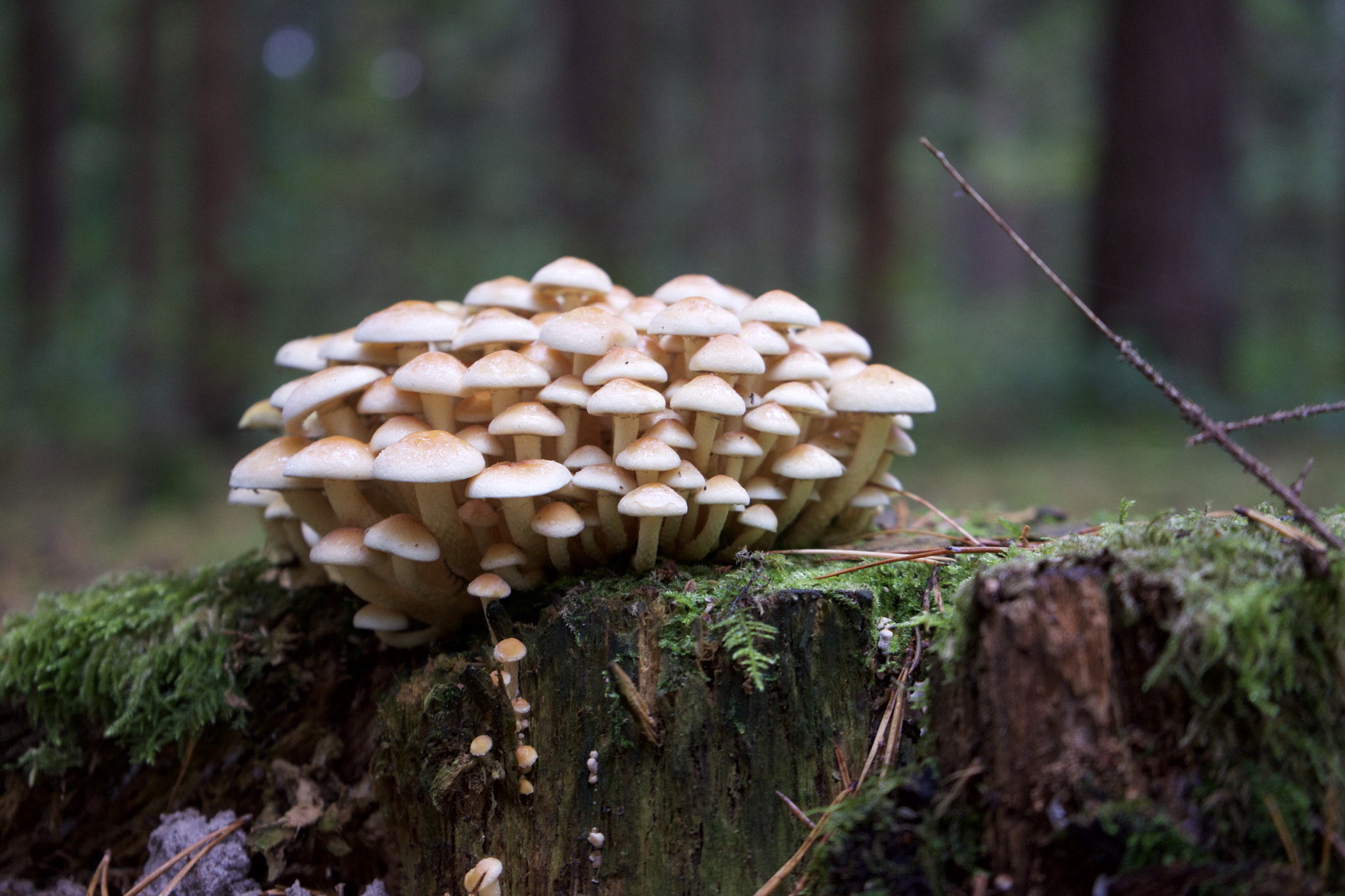 Sony a7 + Tamron 18-200mm F3.5-6.3 Di III VC sample photo. Mushrooms in fall photography