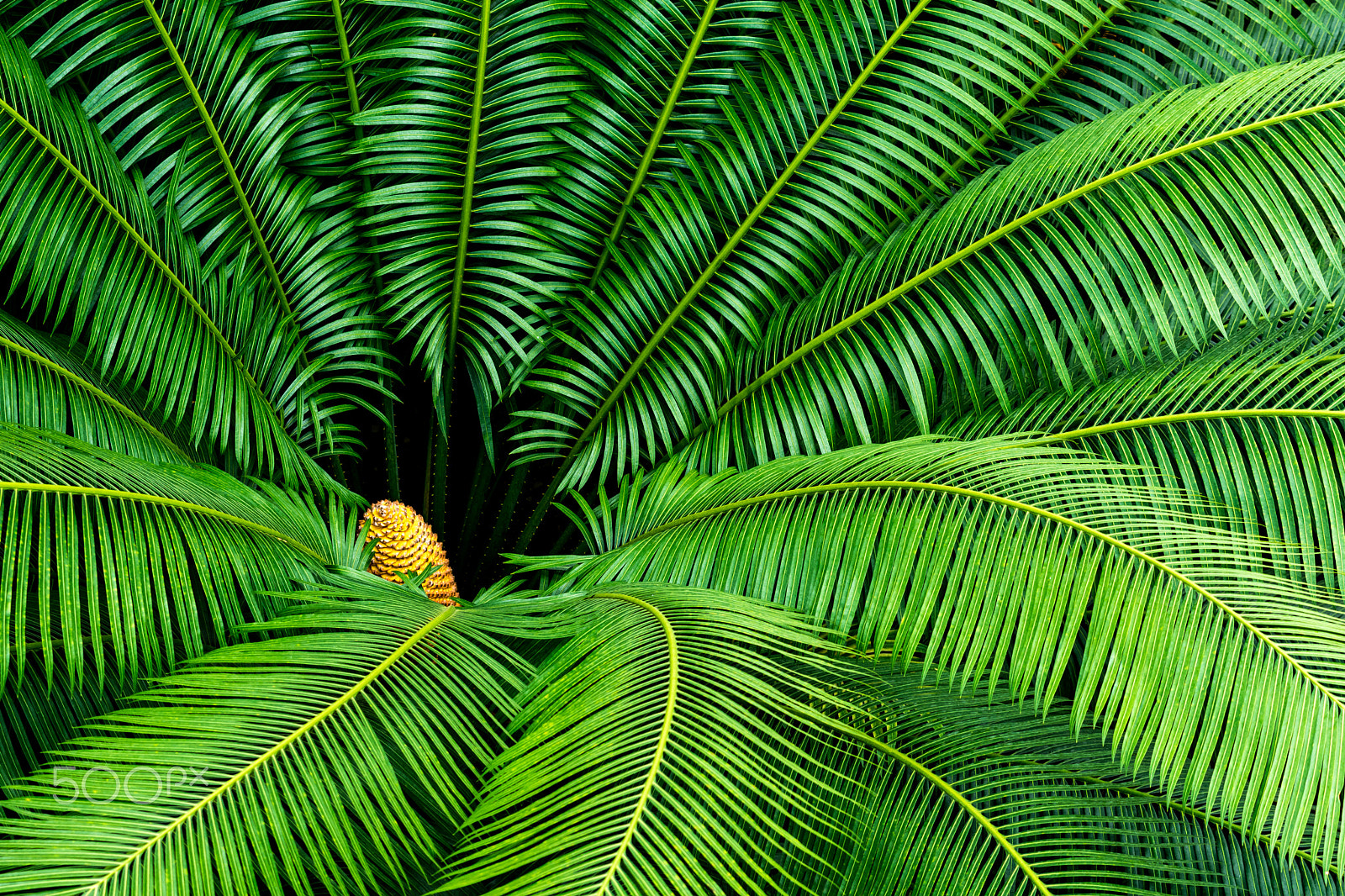 Nikon AF-S Nikkor 70-200mm F4G ED VR sample photo. Verde stagione                  dsc photography