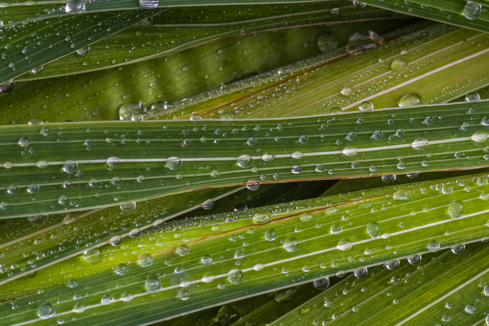 smc PENTAX-FA MACRO 100mm F3.5 sample photo. An autumn wallpaper photography