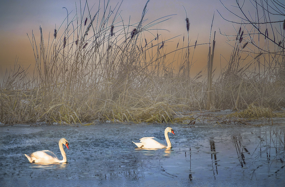 Leica V-Lux 40 sample photo. Swans photography