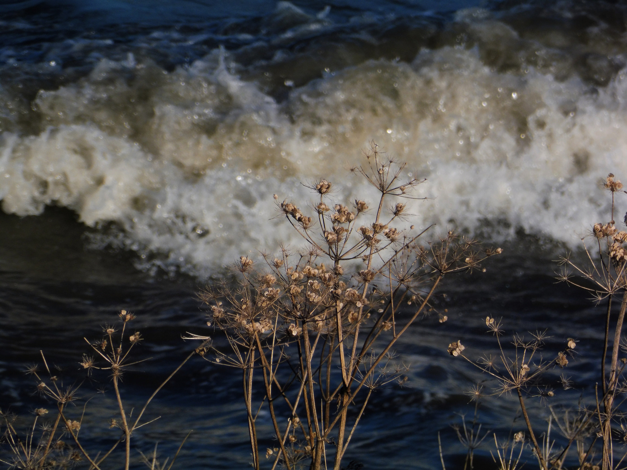 Panasonic DMC-TZ58 sample photo. Am markermeer photography