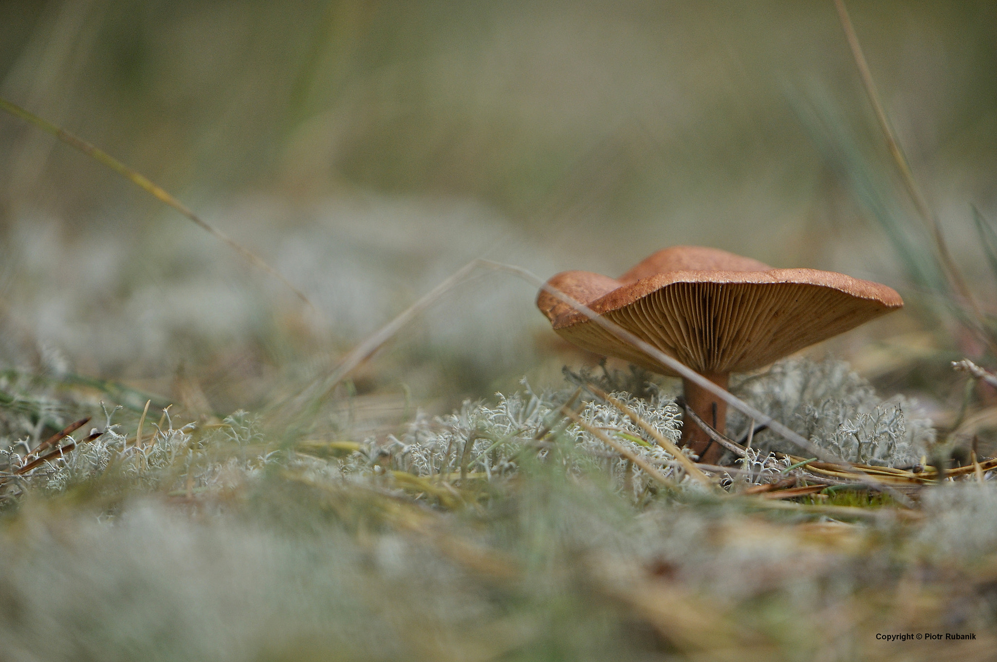 Nikon AF-S DX Micro-Nikkor 85mm F3.5G ED VR sample photo. Lonely mushroom photography