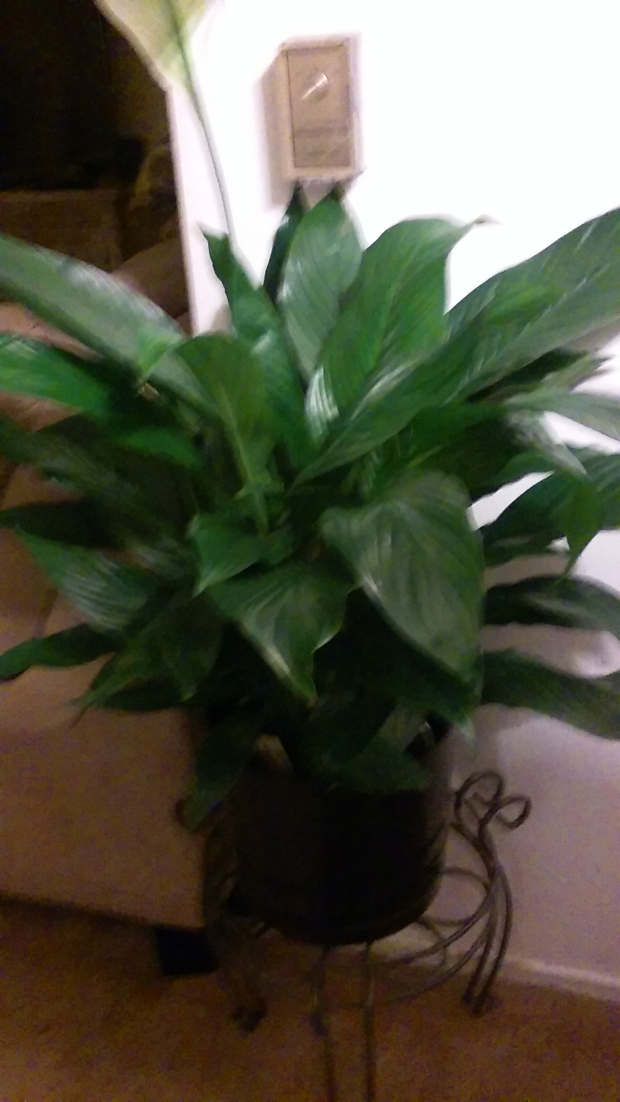LG LEON 4G LTE sample photo. 20151215_185850.jpg photography
